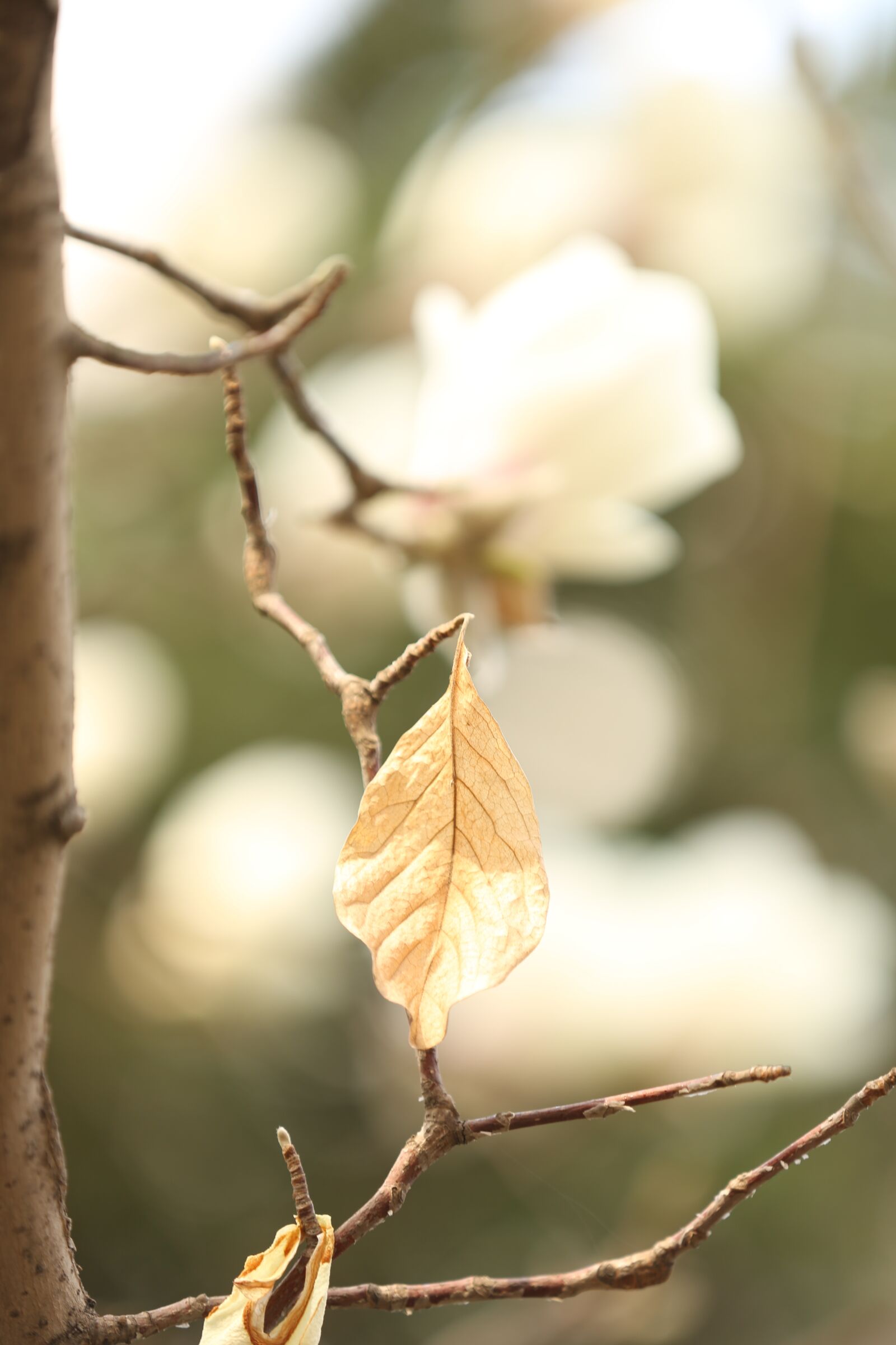 Canon EOS 5D Mark III sample photo. Magnolia flower, white, flower photography