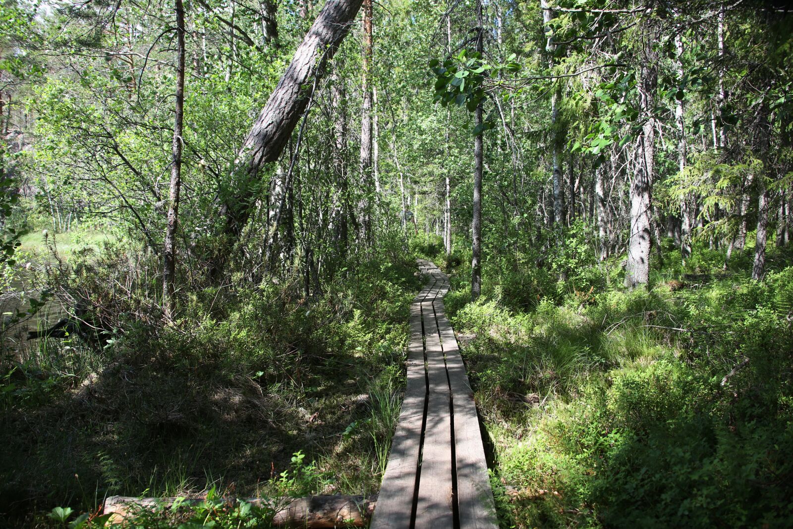 Canon EOS 6D + Canon EF 28-300mm F3.5-5.6L IS USM sample photo. Swamp, the path, duckboards photography