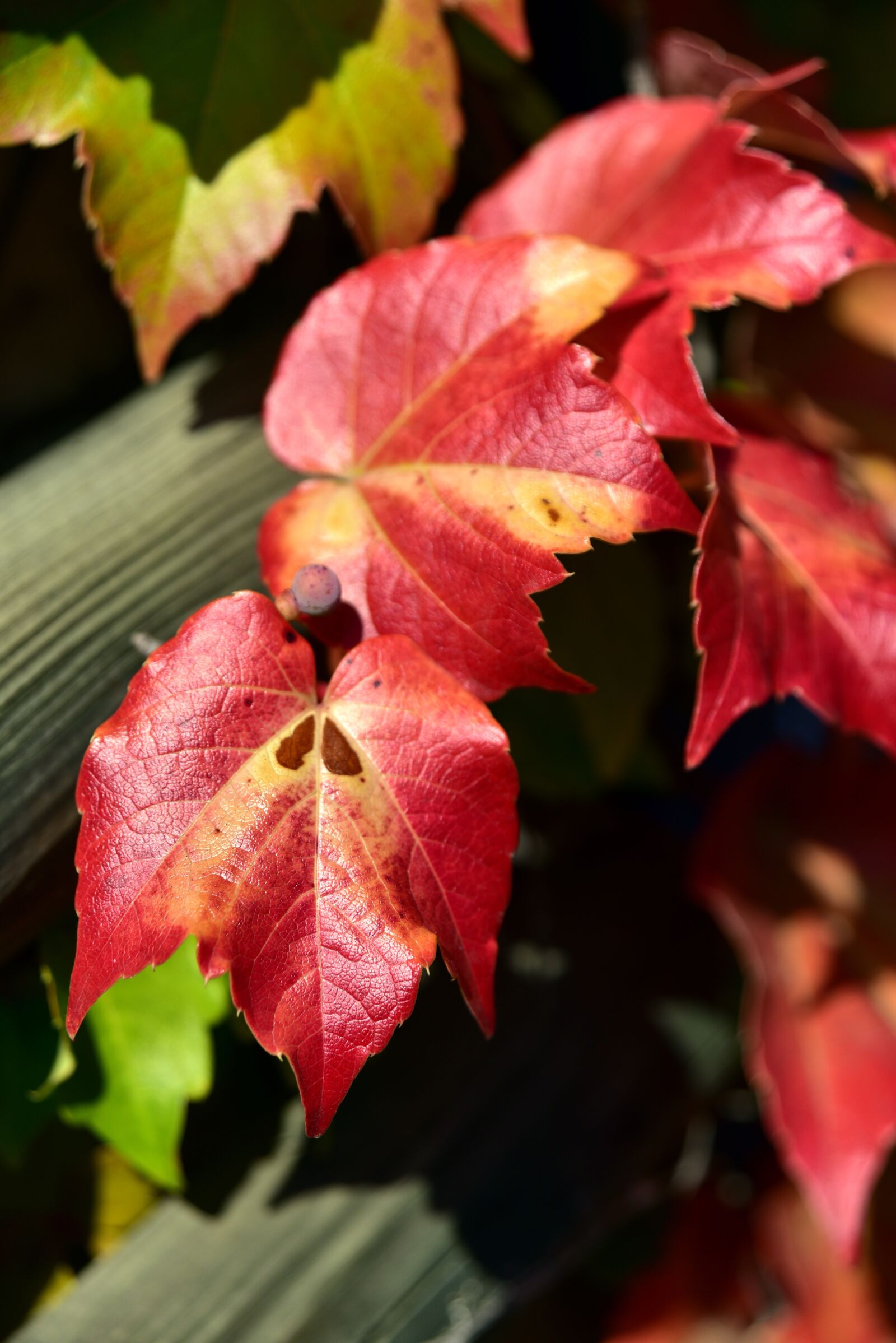 Nikon D750 sample photo. Wine partner, vine leaves photography