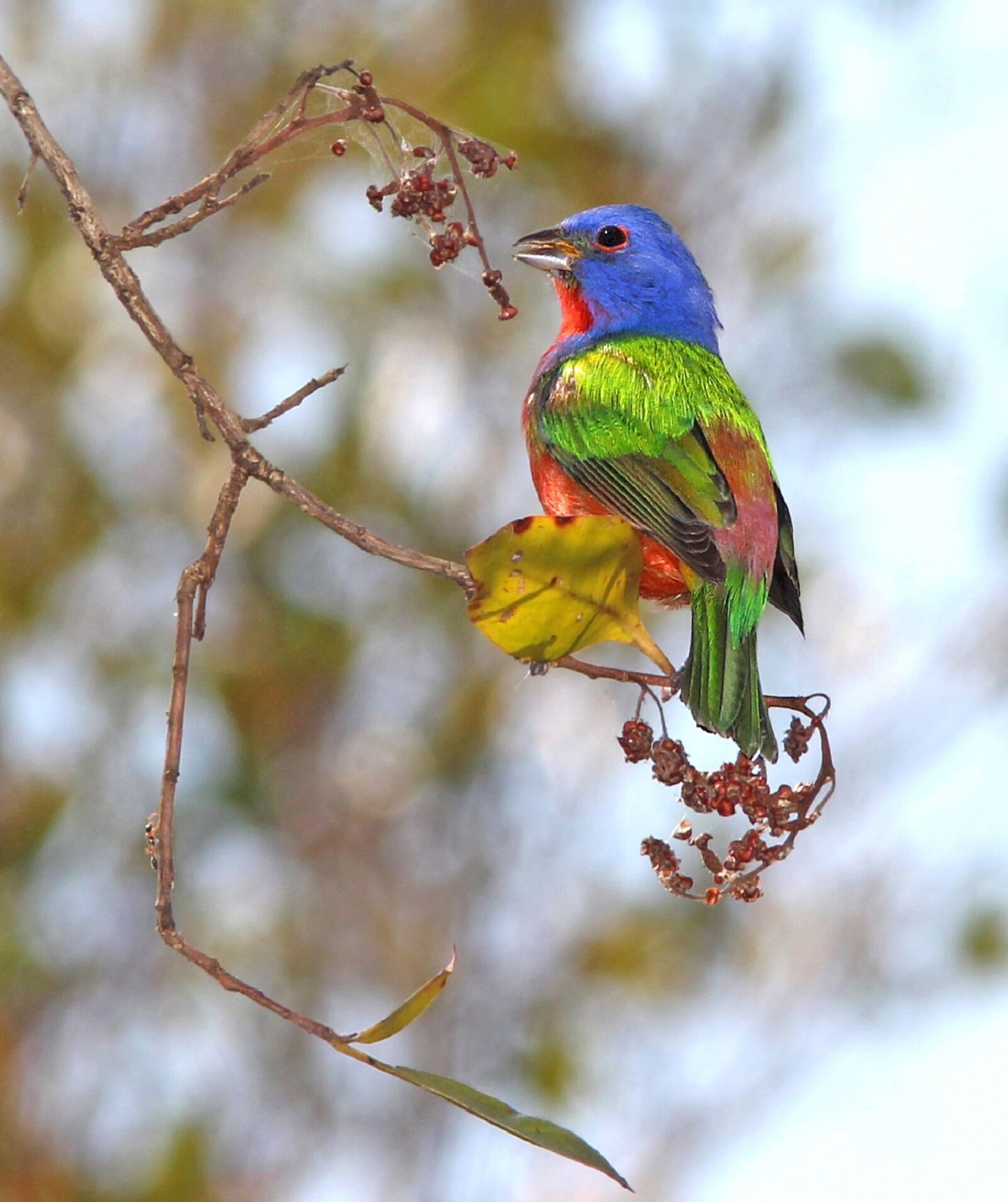 Canon EF 300mm F4L IS USM sample photo. Painted bunting, bird, perched photography