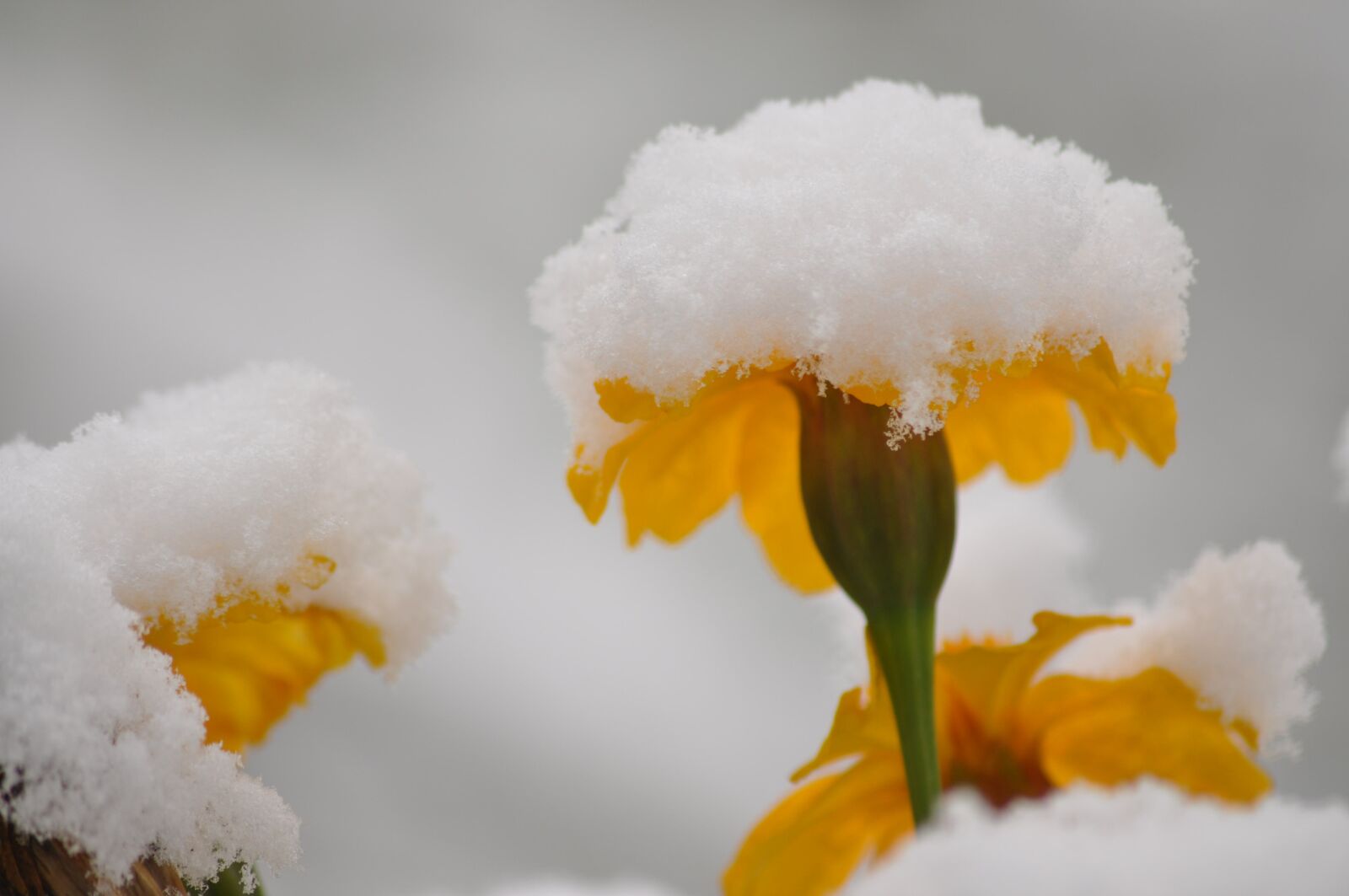 Nikon D90 sample photo. Flowers, snow, summer photography