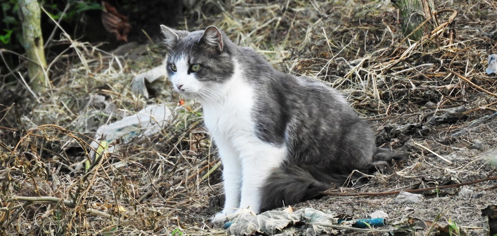 Nikon Coolpix B700 sample photo. Animal, cat, predator photography