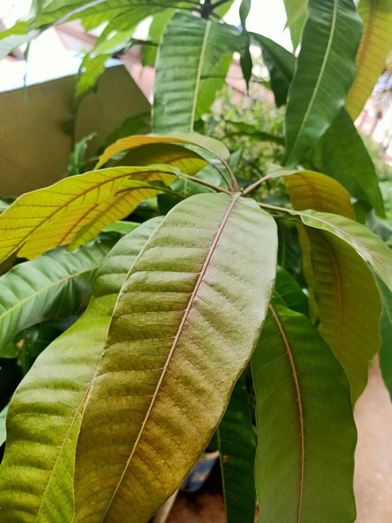 OPPO F11 PRO sample photo. Mango leaf, long leaf photography
