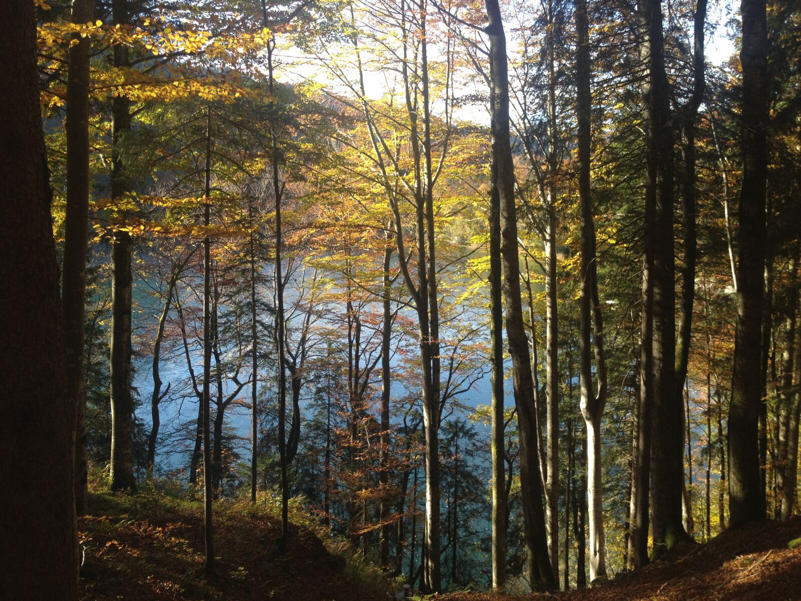 Apple iPhone 4S sample photo. Autumn, bergsee, trees photography