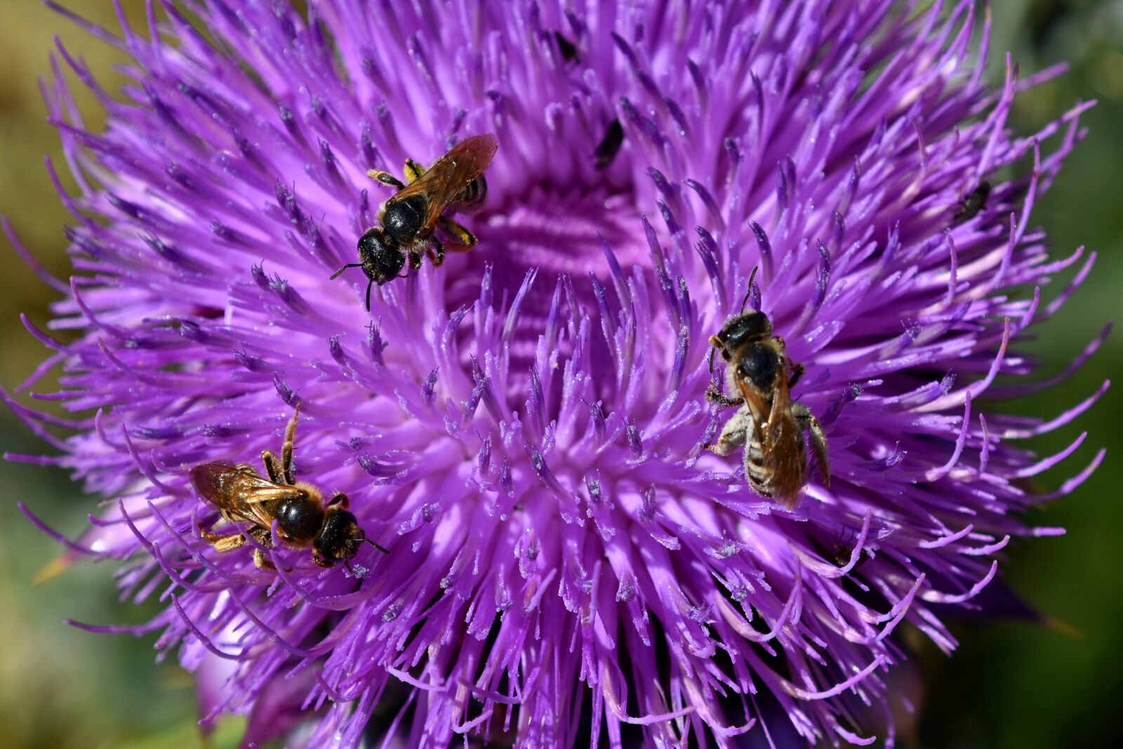 Nikon D3500 sample photo. Bees, thistle, insect photography