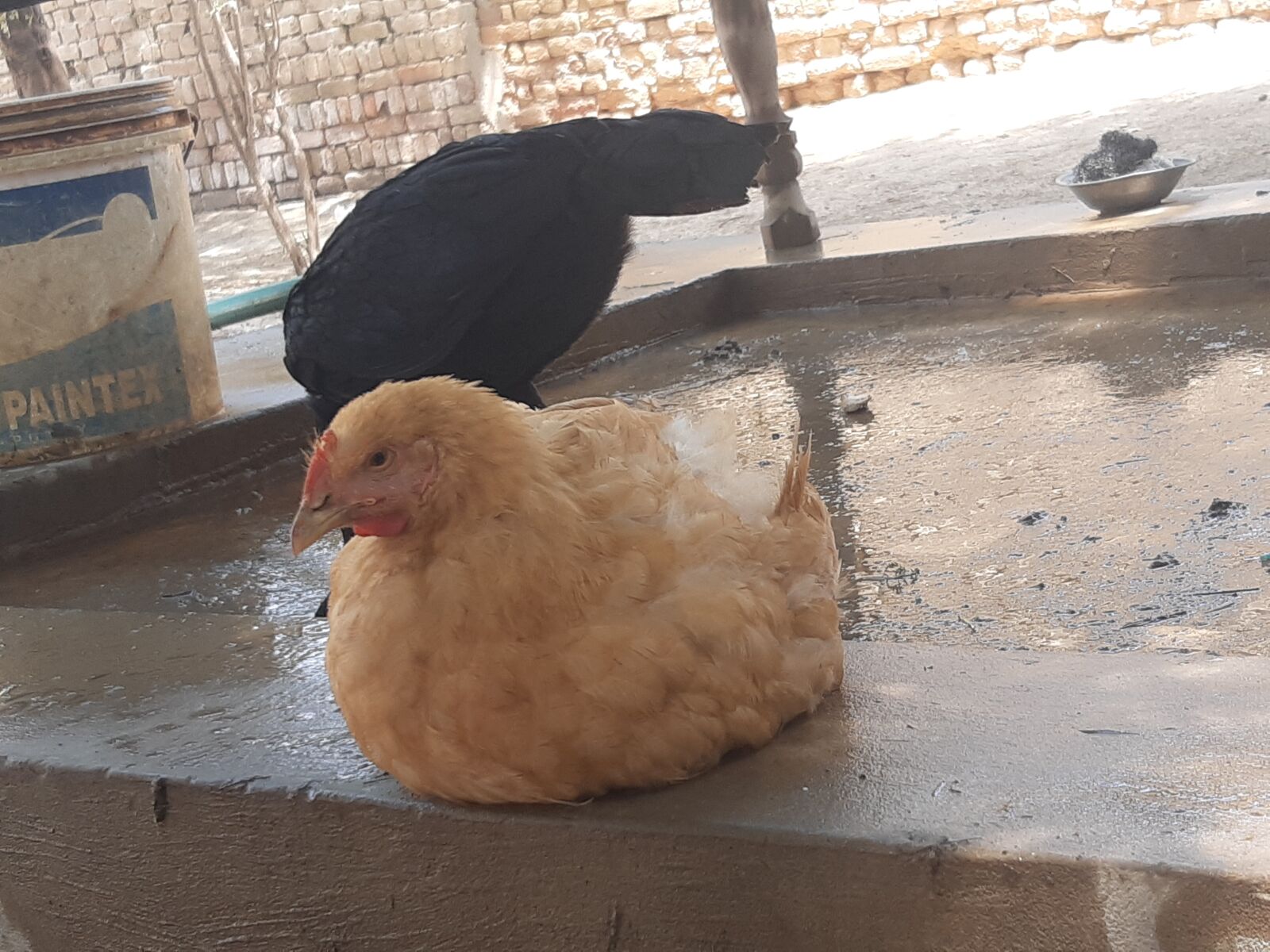 Samsung Galaxy A30 sample photo. Pakistani, hens, urban photography