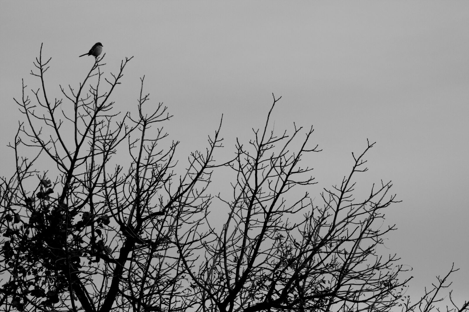 Canon EOS 40D sample photo. Winter, bird, gray sky photography