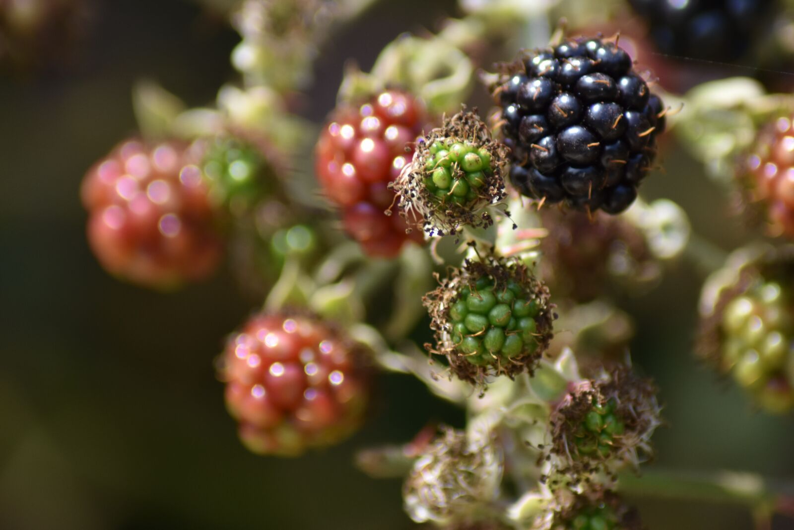 Nikon D3400 sample photo. Blackberries, fruit, food photography