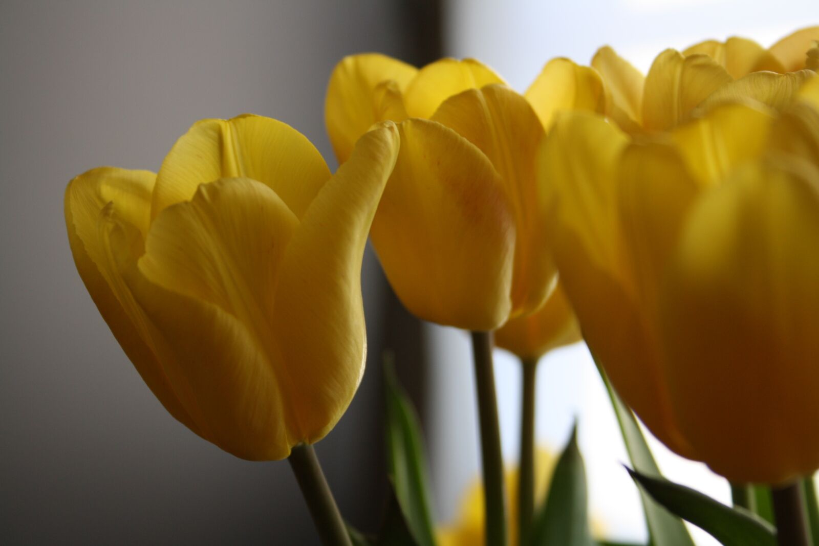 Canon EOS 1000D (EOS Digital Rebel XS / EOS Kiss F) sample photo. Tulips, easter, flowers photography