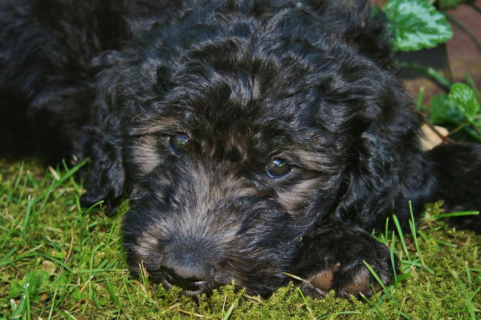 Canon EOS 400D (EOS Digital Rebel XTi / EOS Kiss Digital X) sample photo. Dog, golden doodle, puppy photography