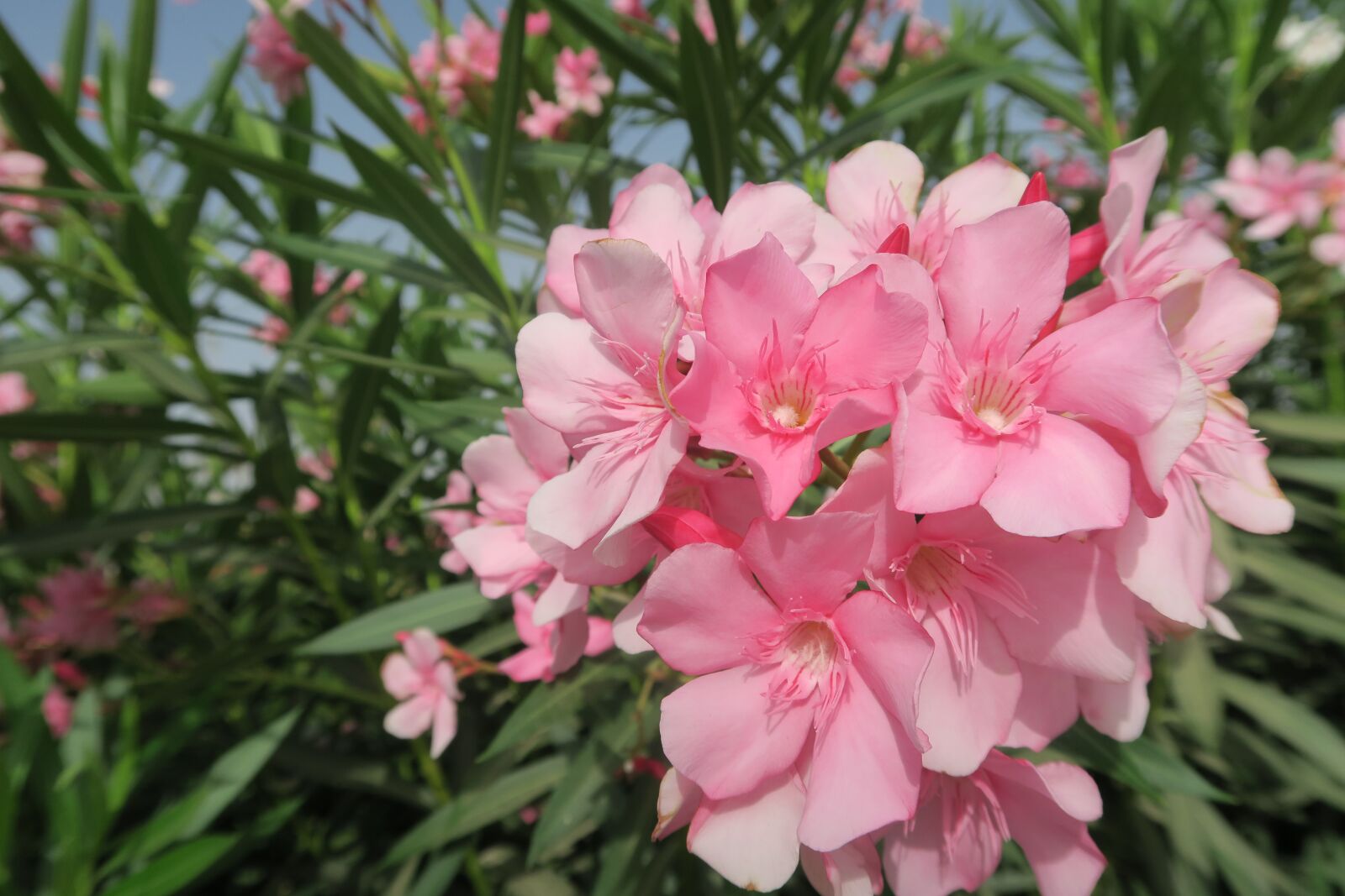 Canon PowerShot G7 X sample photo. Flower, plant, garden photography