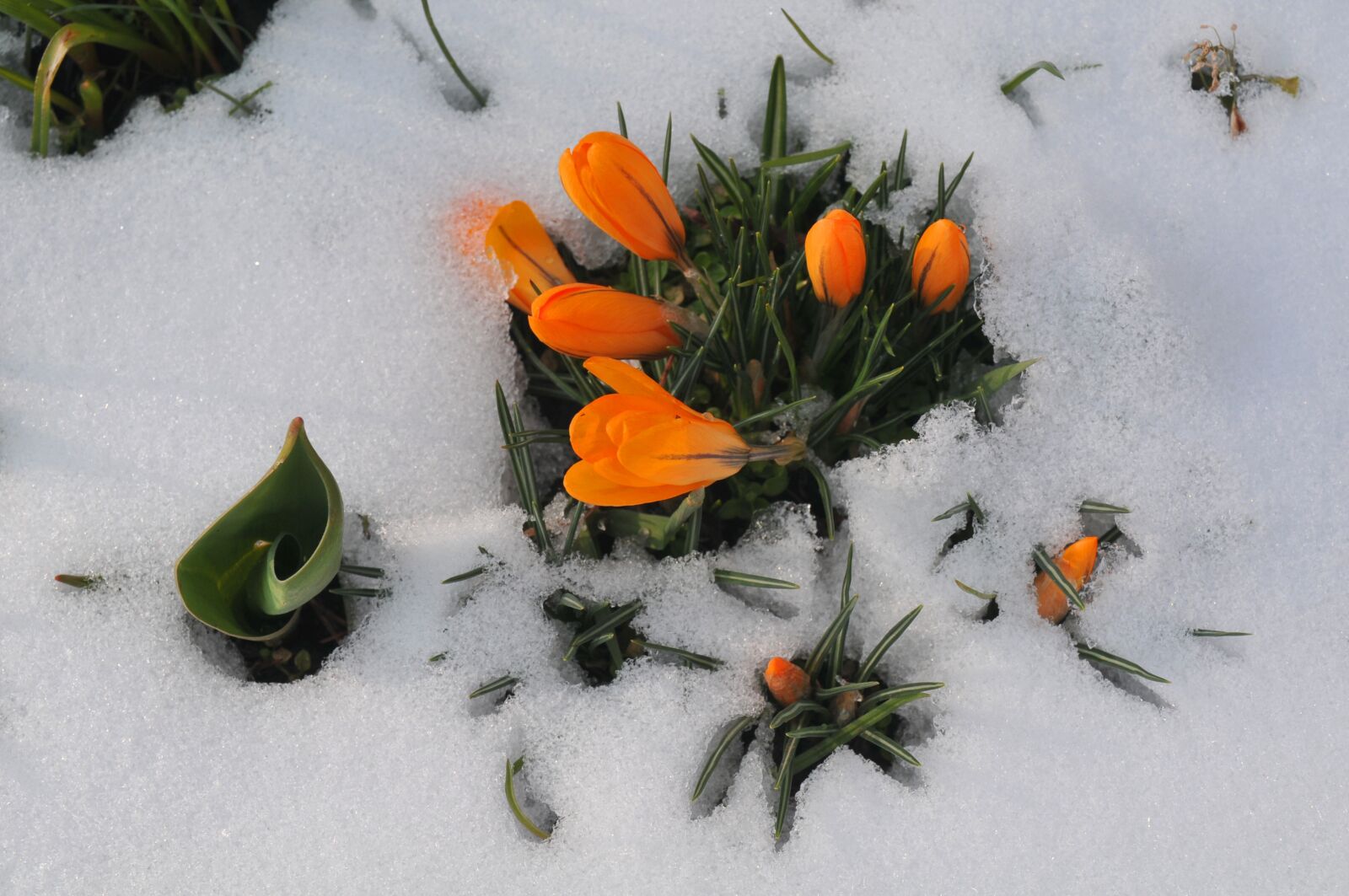 Nikon D300S sample photo. Crocus, spring, snow photography