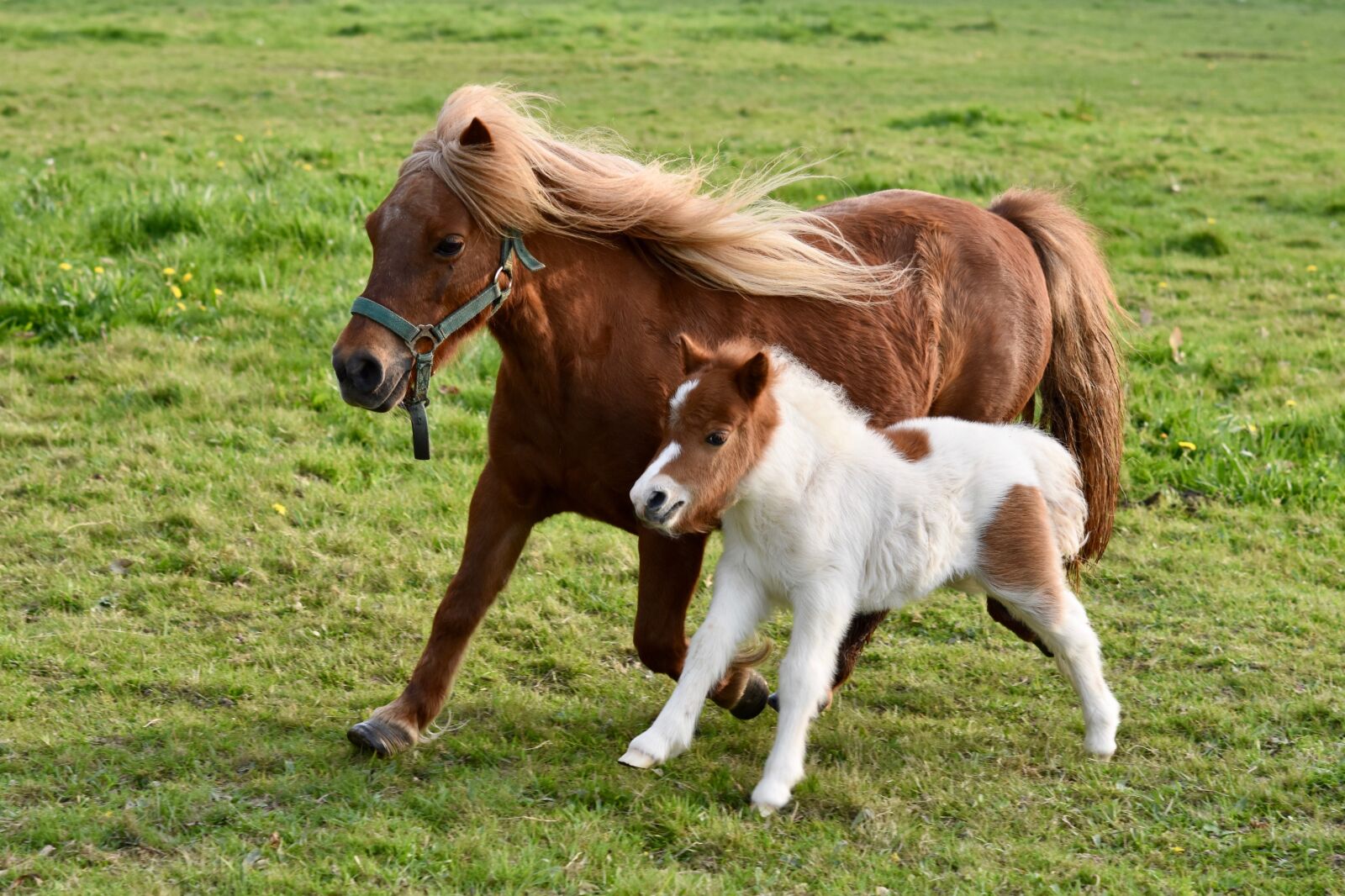 Nikon D5600 sample photo. Foal, shetland pony, shetland photography