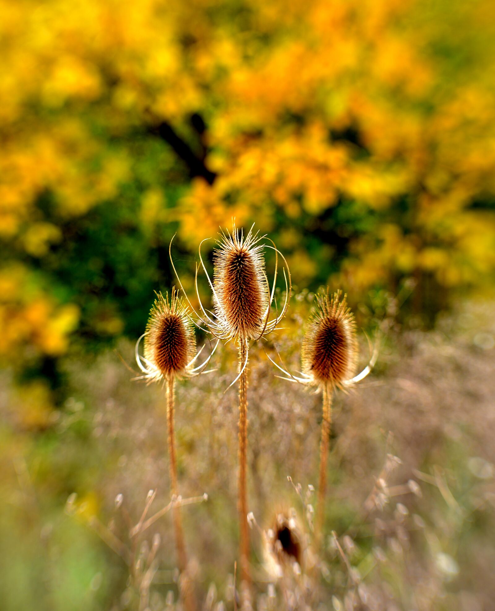 Nikon D600 sample photo. Thistles, flora, prickly photography
