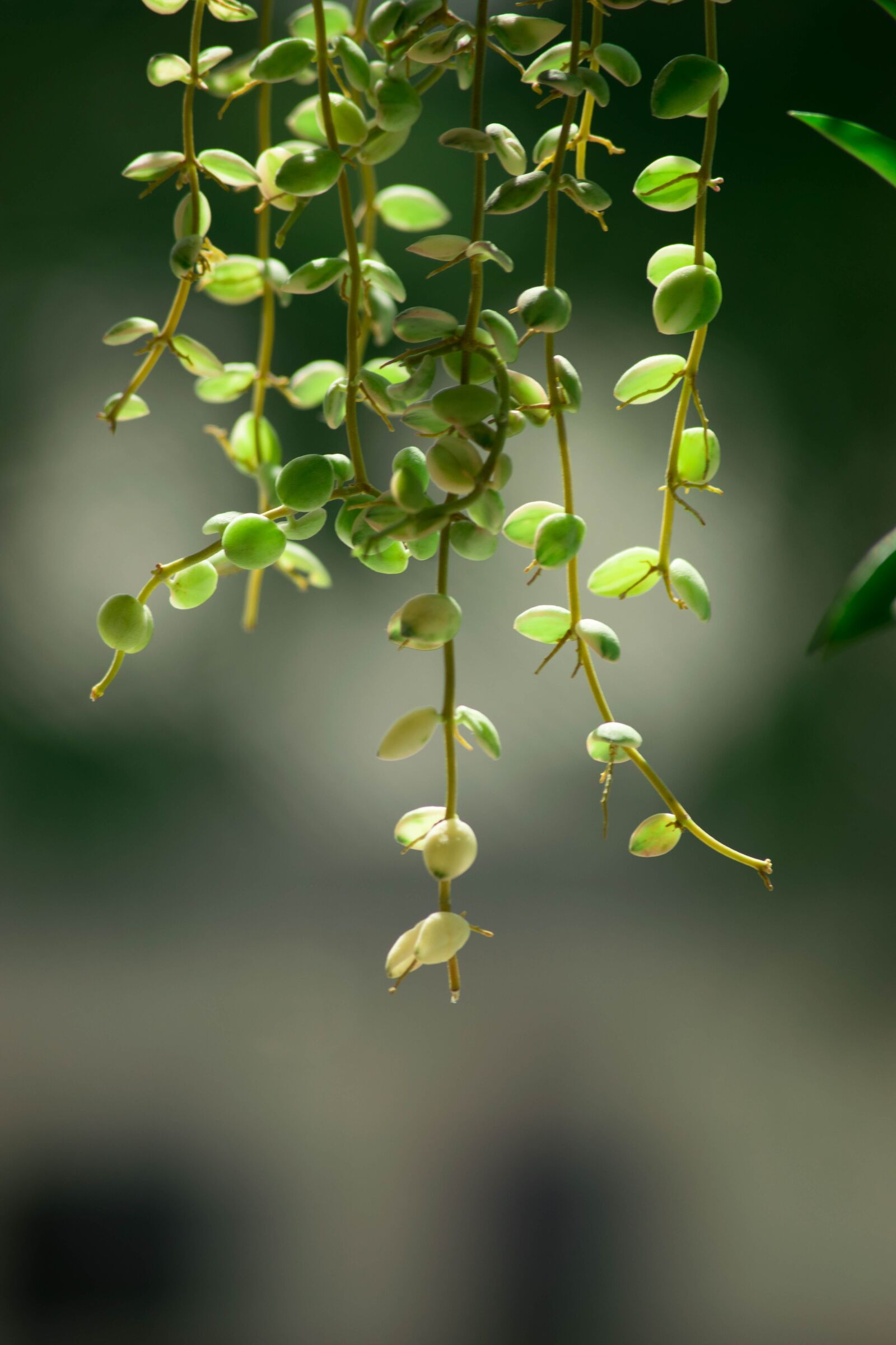 Nikon D5300 sample photo. Tree, cost your cover photography