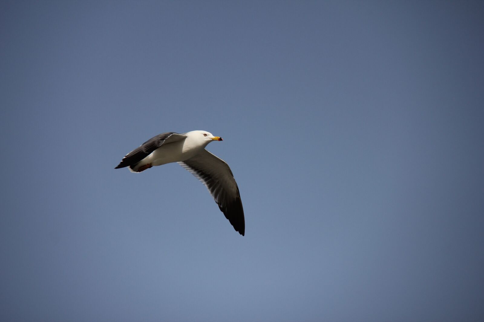 Canon EOS 550D (EOS Rebel T2i / EOS Kiss X4) sample photo. New, nature, wildlife photography