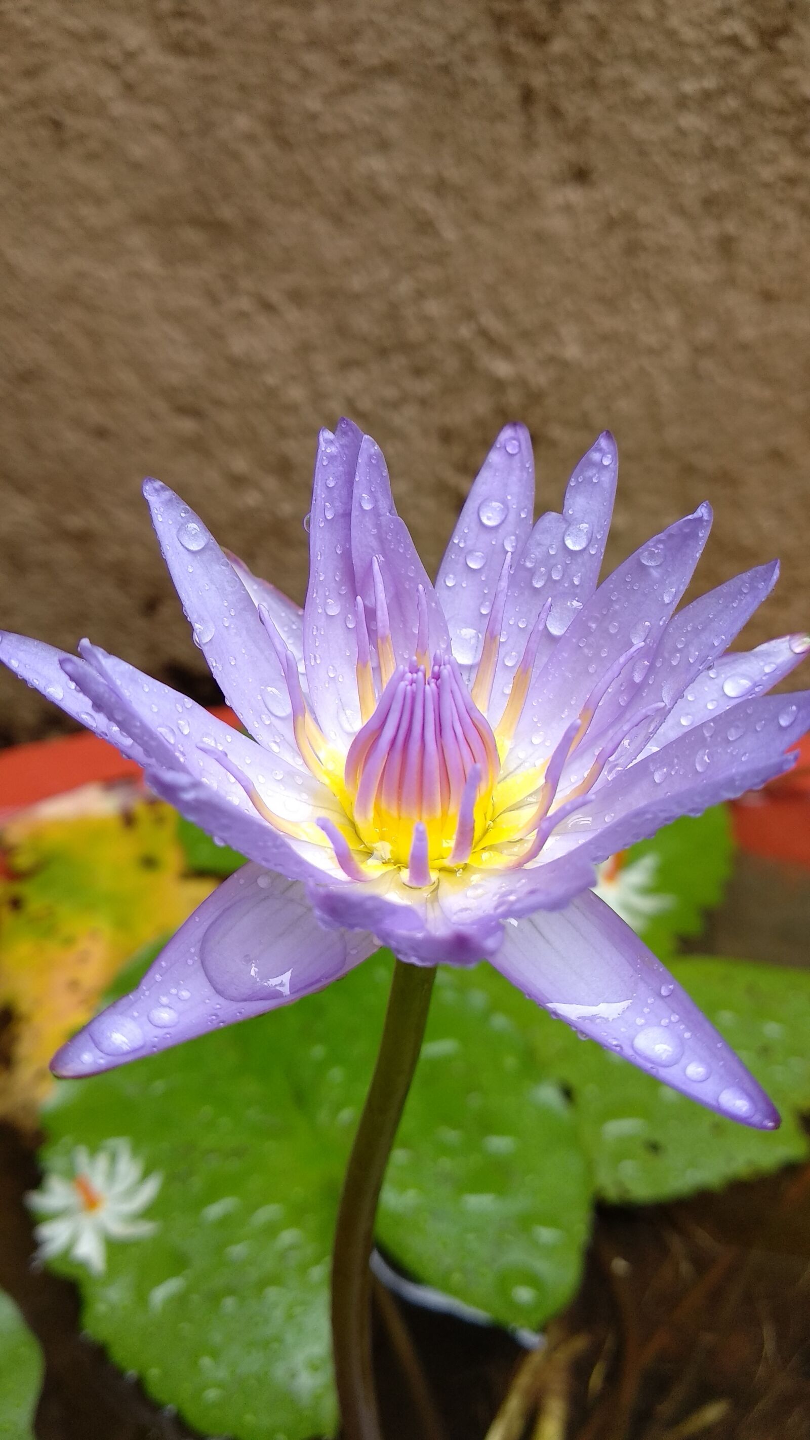 Xiaomi Mi A1 sample photo. Lotus, flower, nature photography