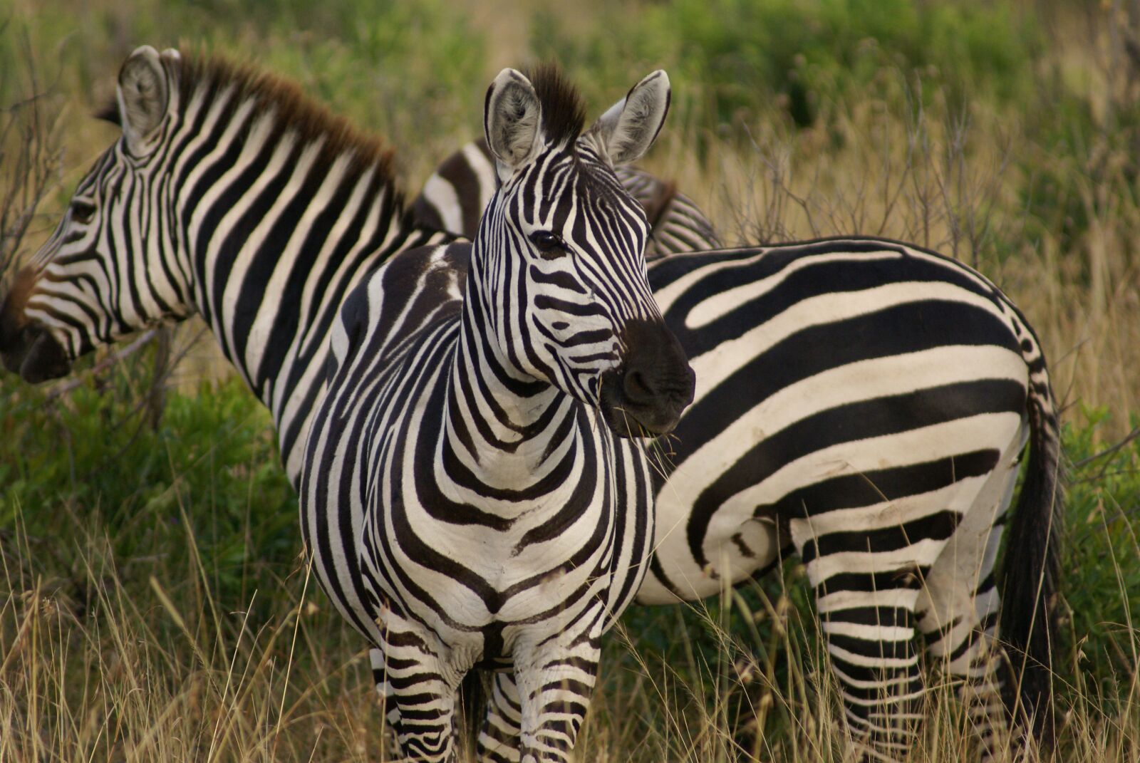 Sony Alpha DSLR-A100 sample photo. Zebra, animals, wild photography