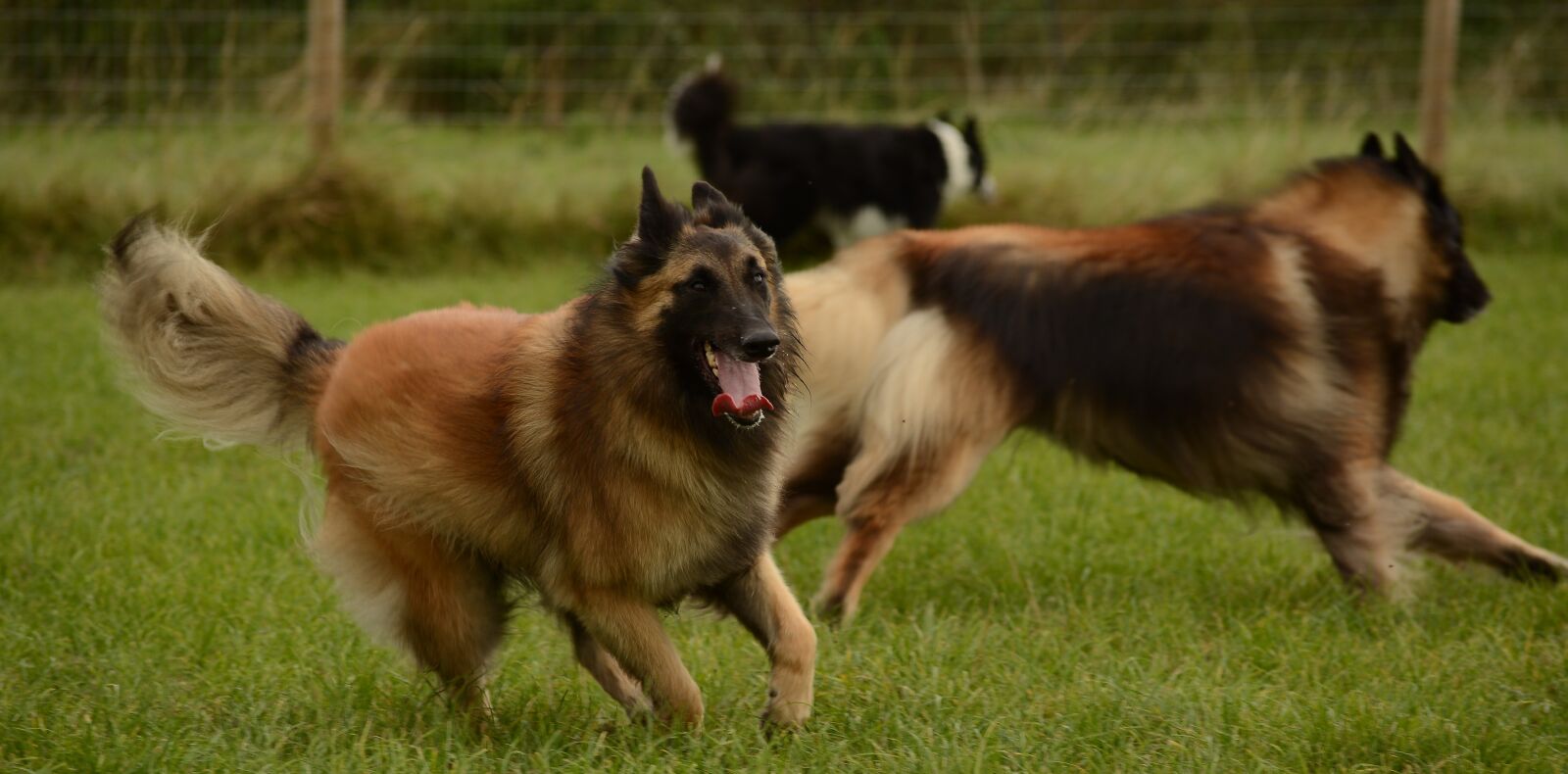 Nikon D7100 sample photo. Belgian, shepherd, tervuren photography