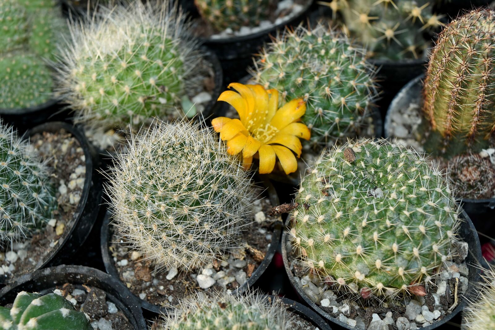 Nikon D5500 sample photo. Cactus, flower bud, pistil photography