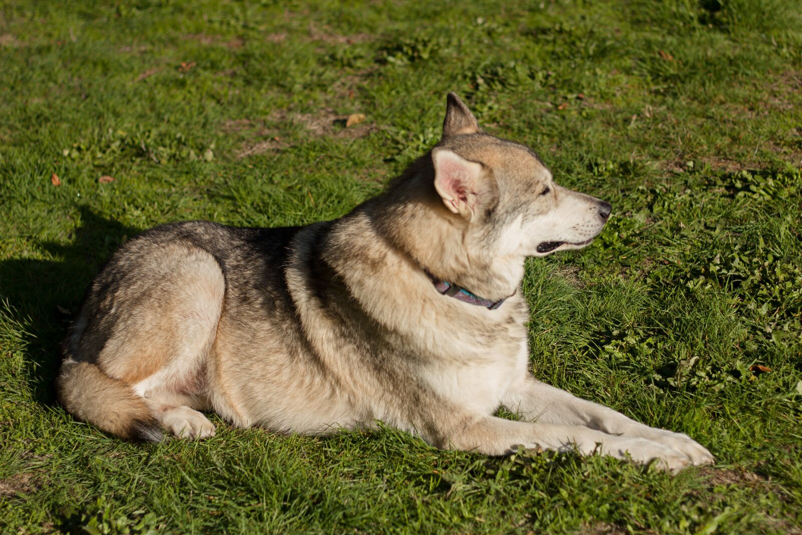 Canon EOS 60D sample photo. Dog, wolf, canine photography
