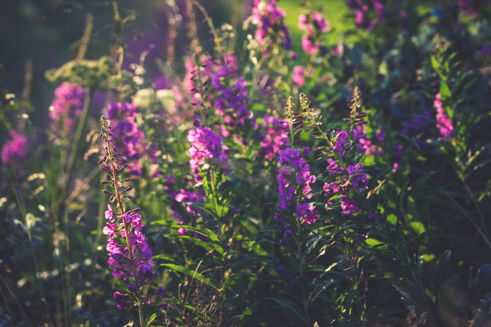 Sony a7 II + Sony FE 24-105mm F4 G OSS sample photo. Landscape, flowers, nature photography