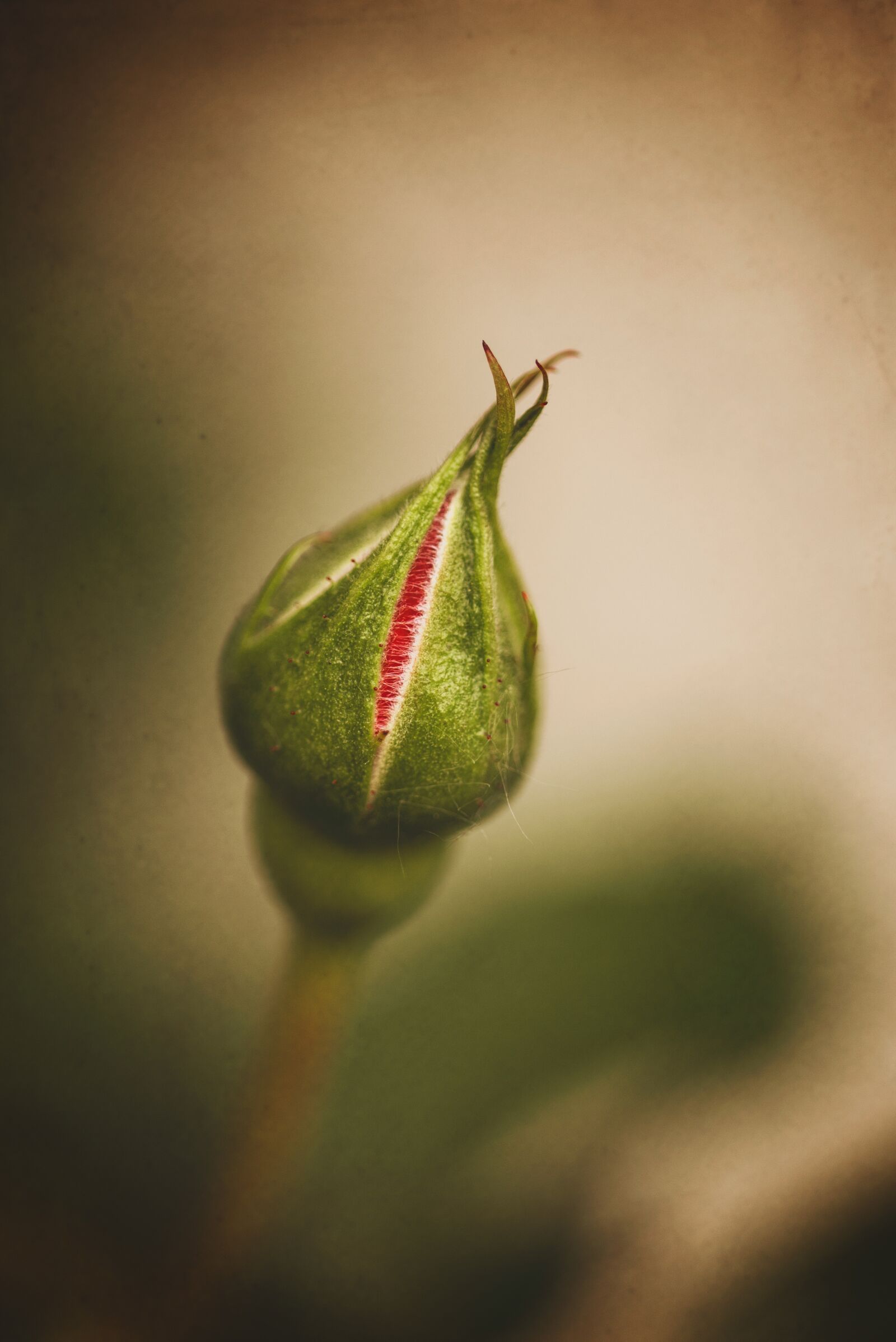 Nikon D750 sample photo. Macro, rose, flower photography