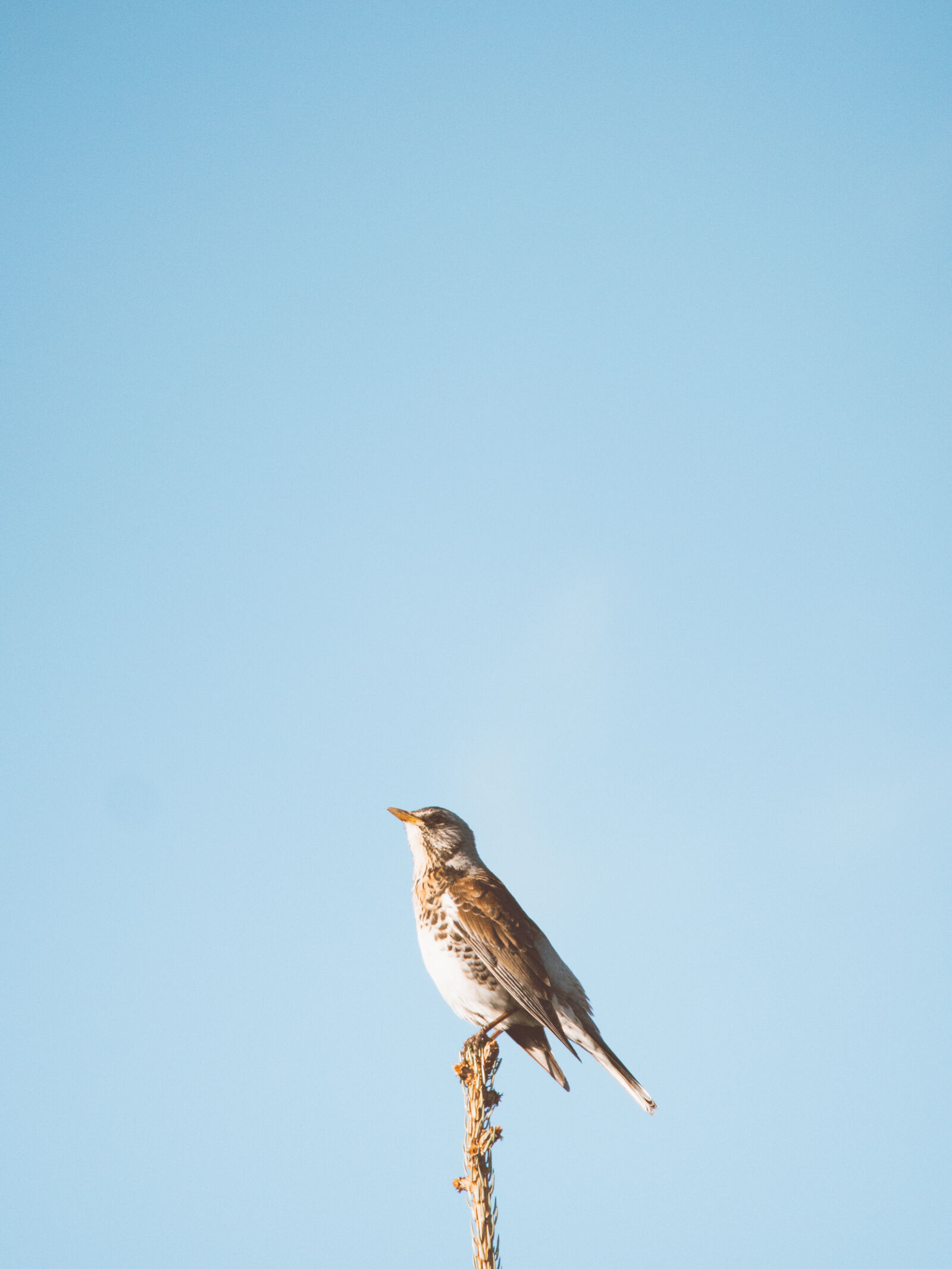 Olympus OM-D E-M5 sample photo. Animal, feather, nature, sky photography