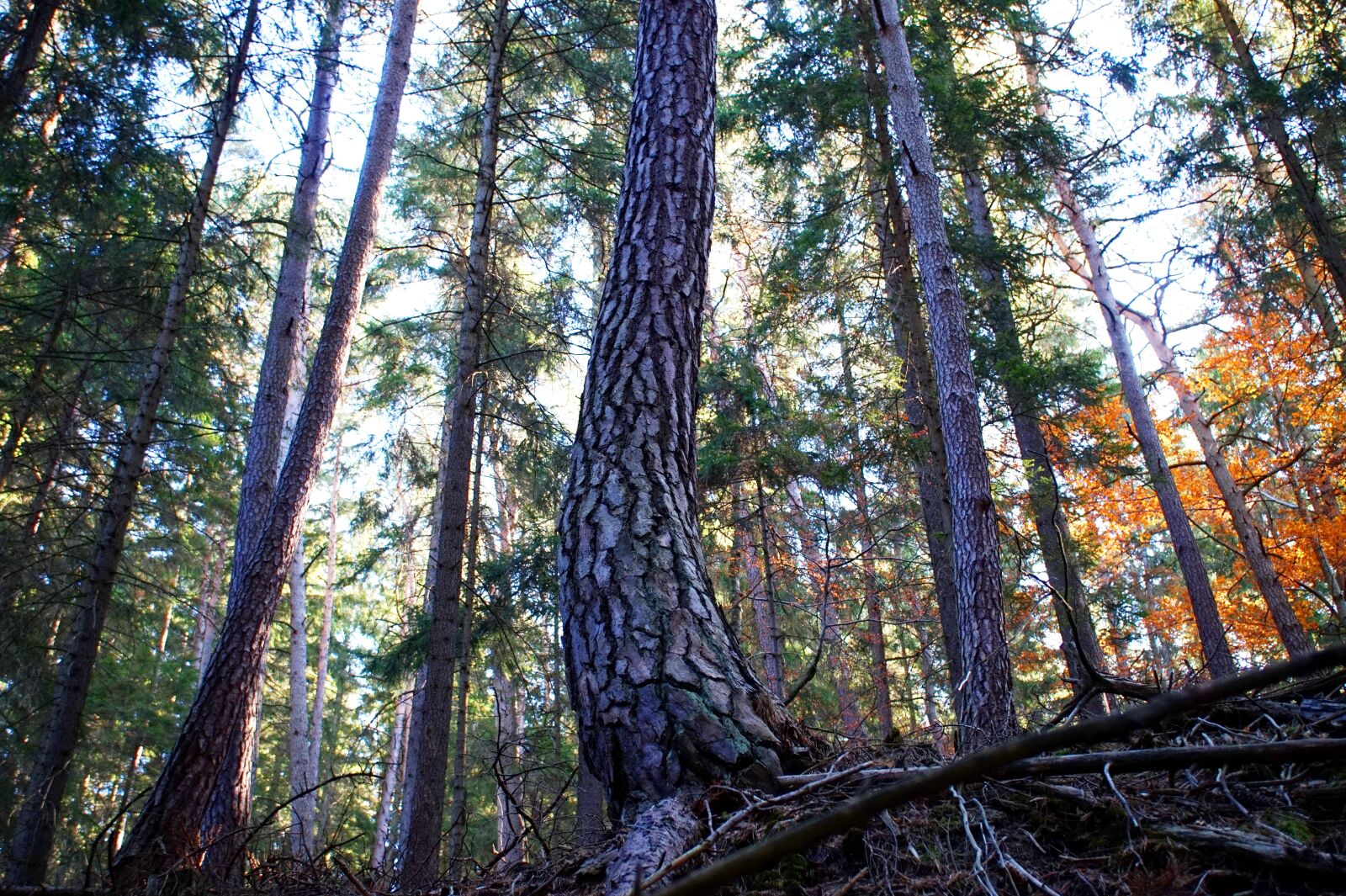 Sony Alpha a5000 (ILCE 5000) sample photo. Pine, tree, bark photography