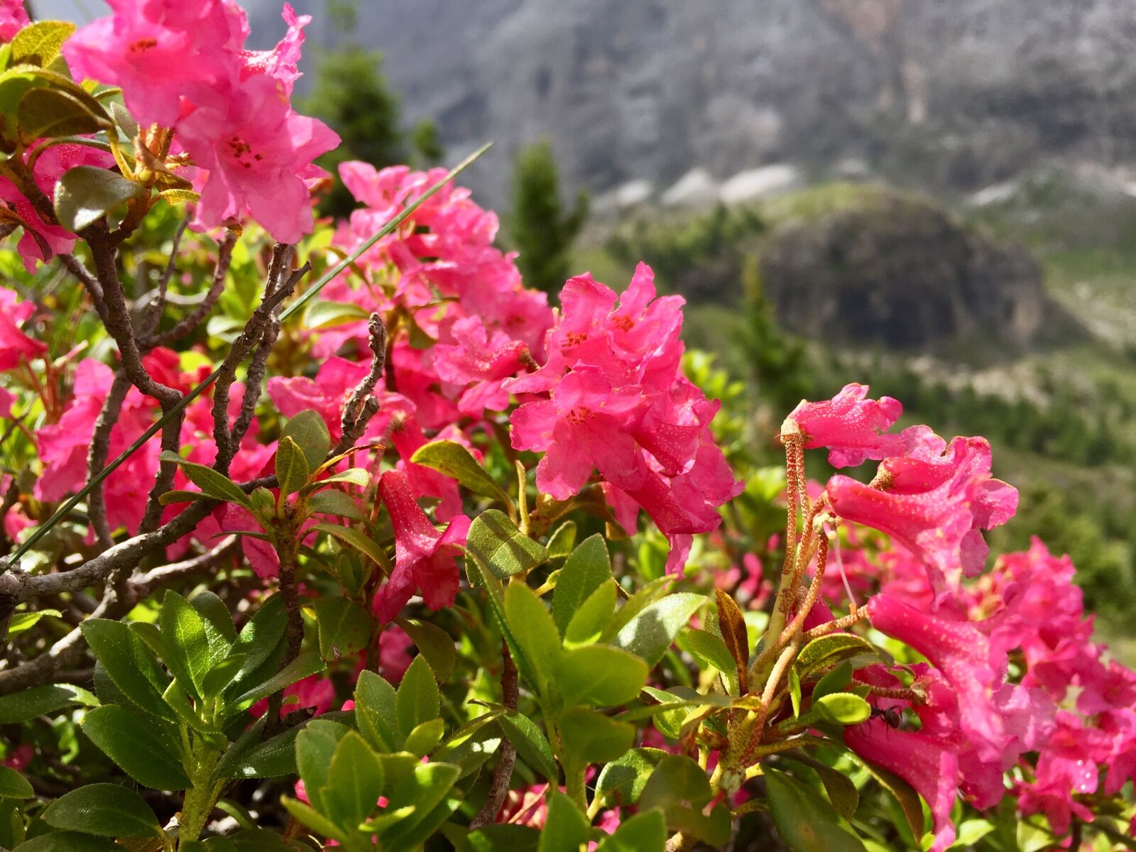 Apple iPhone 6 sample photo. Rhododendro, italy, flowers photography