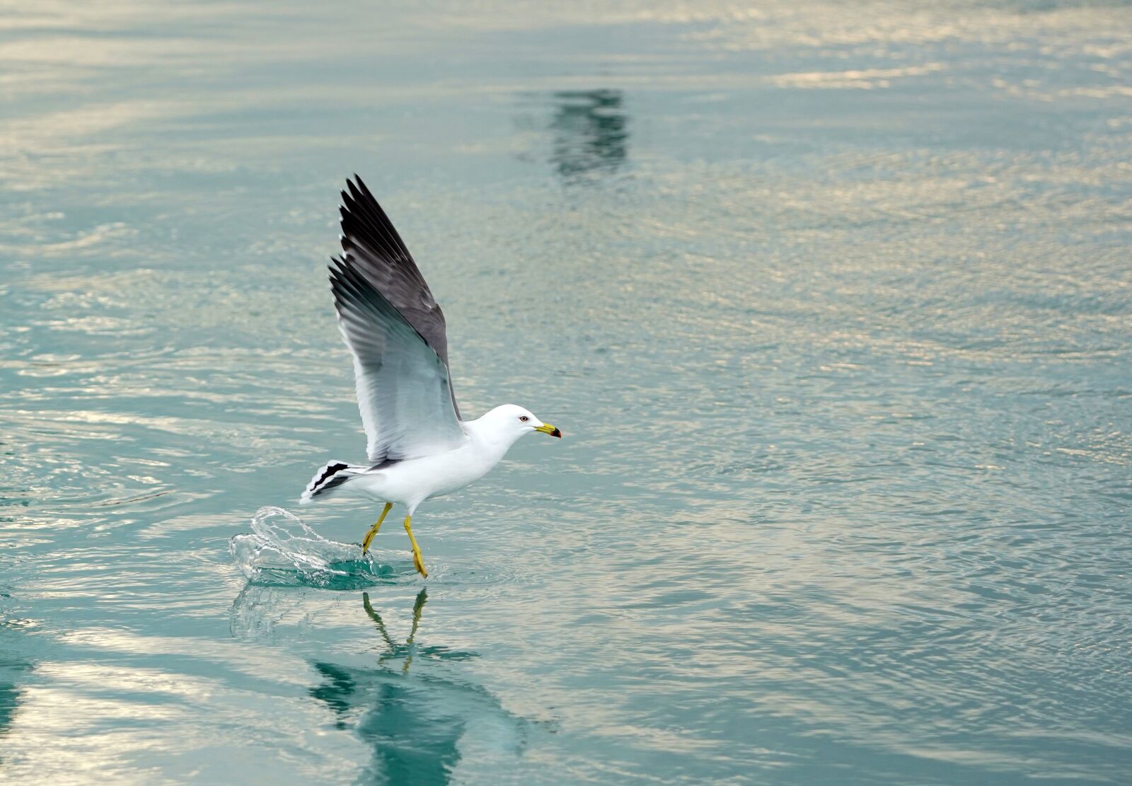 Canon EF 70-200mm F2.8L USM sample photo. Seagull, sea, bird photography