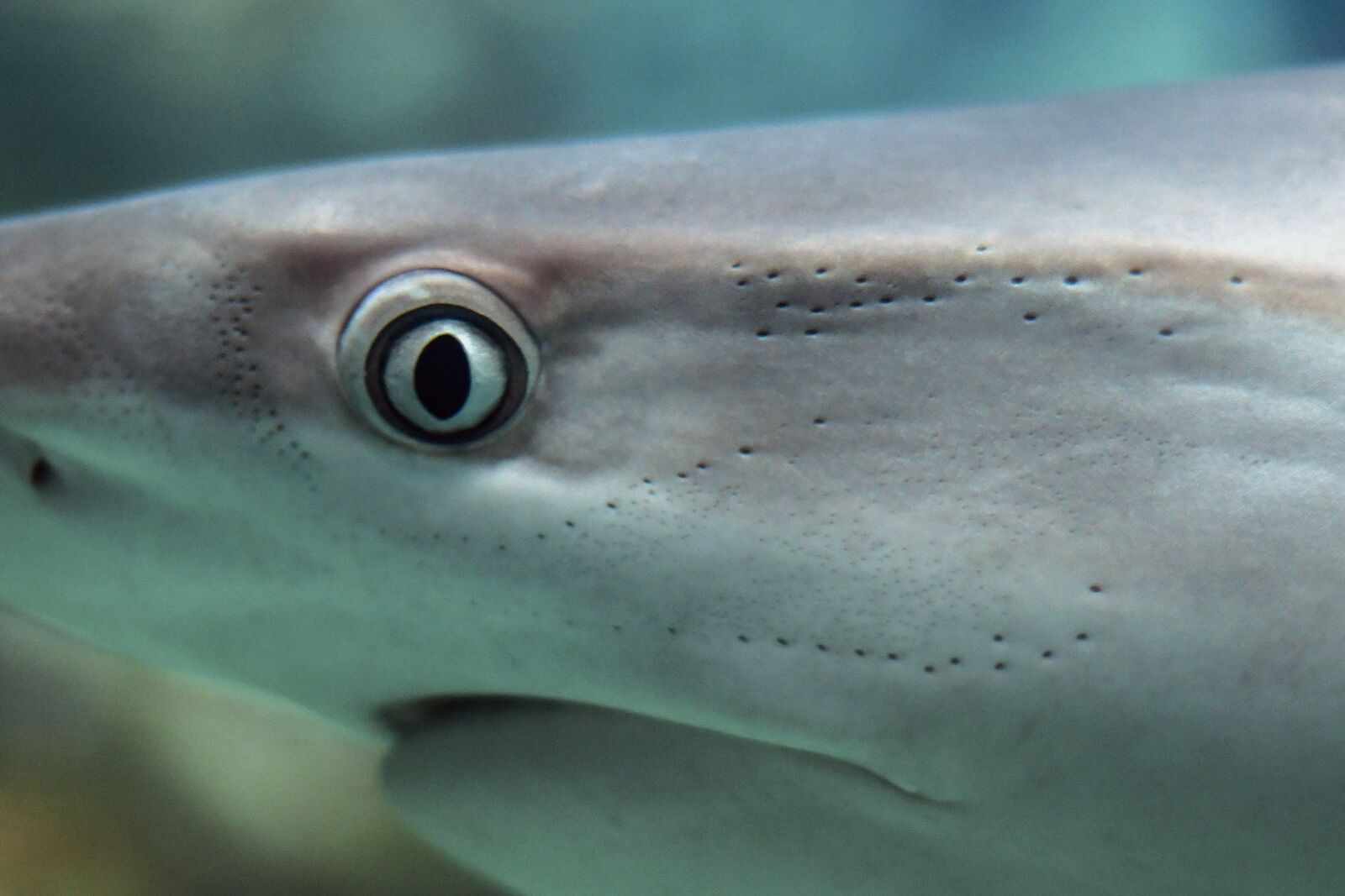 Nikon D500 sample photo. Shark, look, fish photography