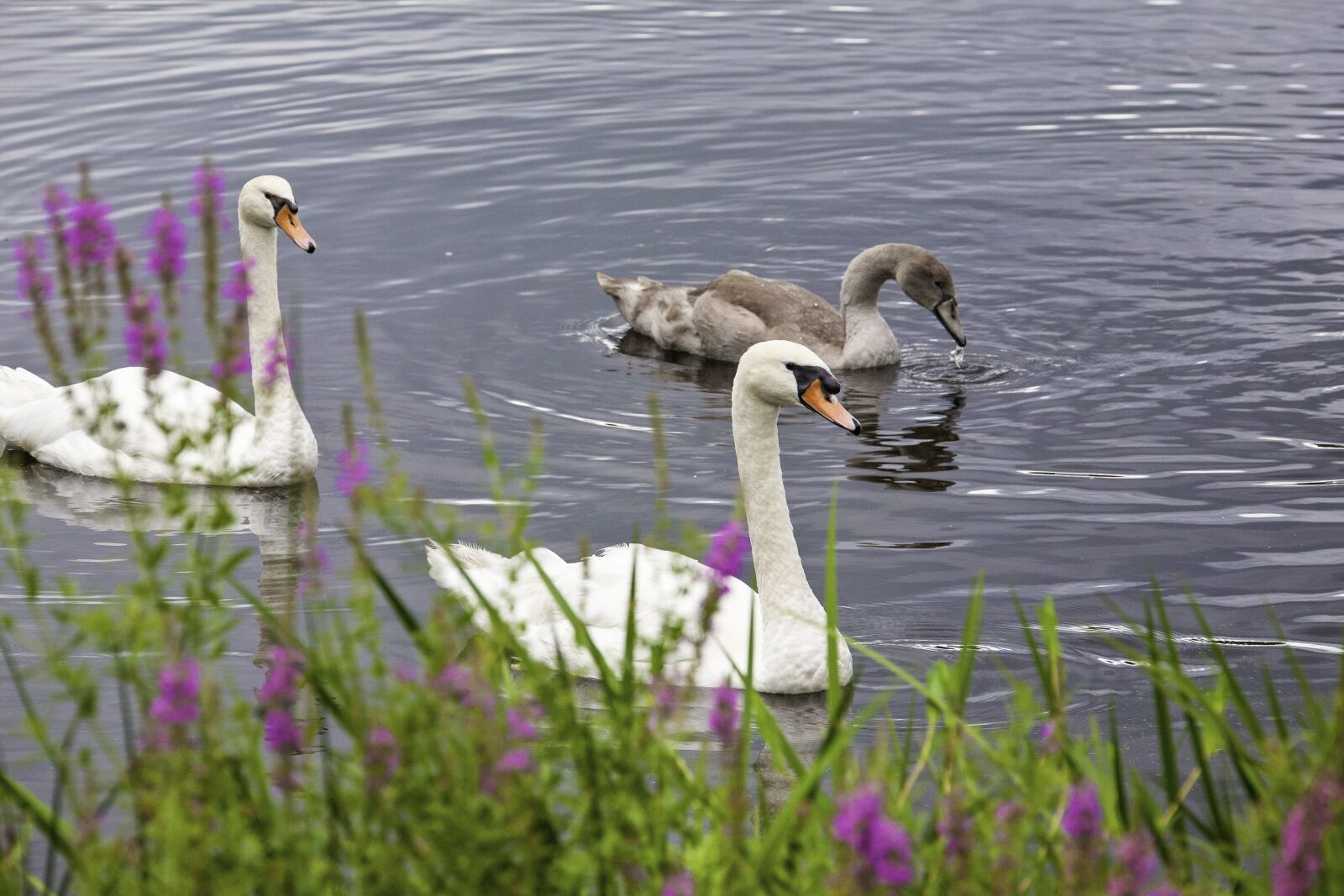 Canon EF 28-300mm F3.5-5.6L IS USM sample photo. Swan, family, birds photography