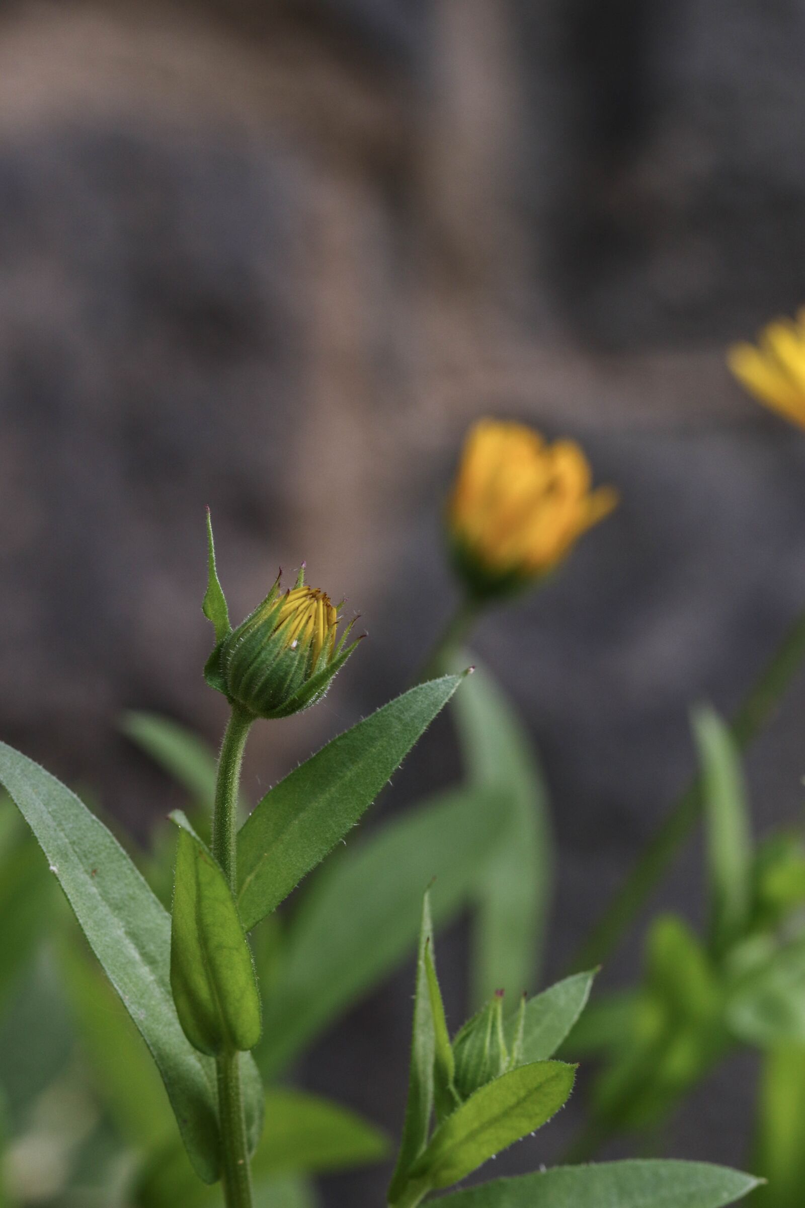 Canon EOS 7D Mark II sample photo. Flower, garden, yellow photography