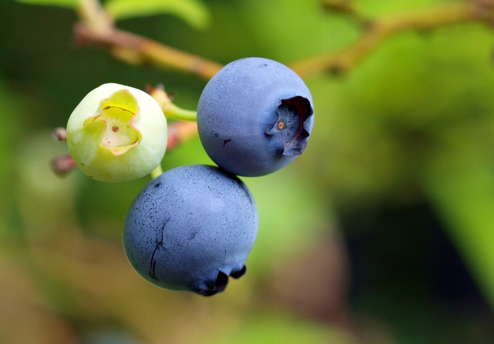 Olympus E-520 (EVOLT E-520) sample photo. Blueberry, berry, food photography
