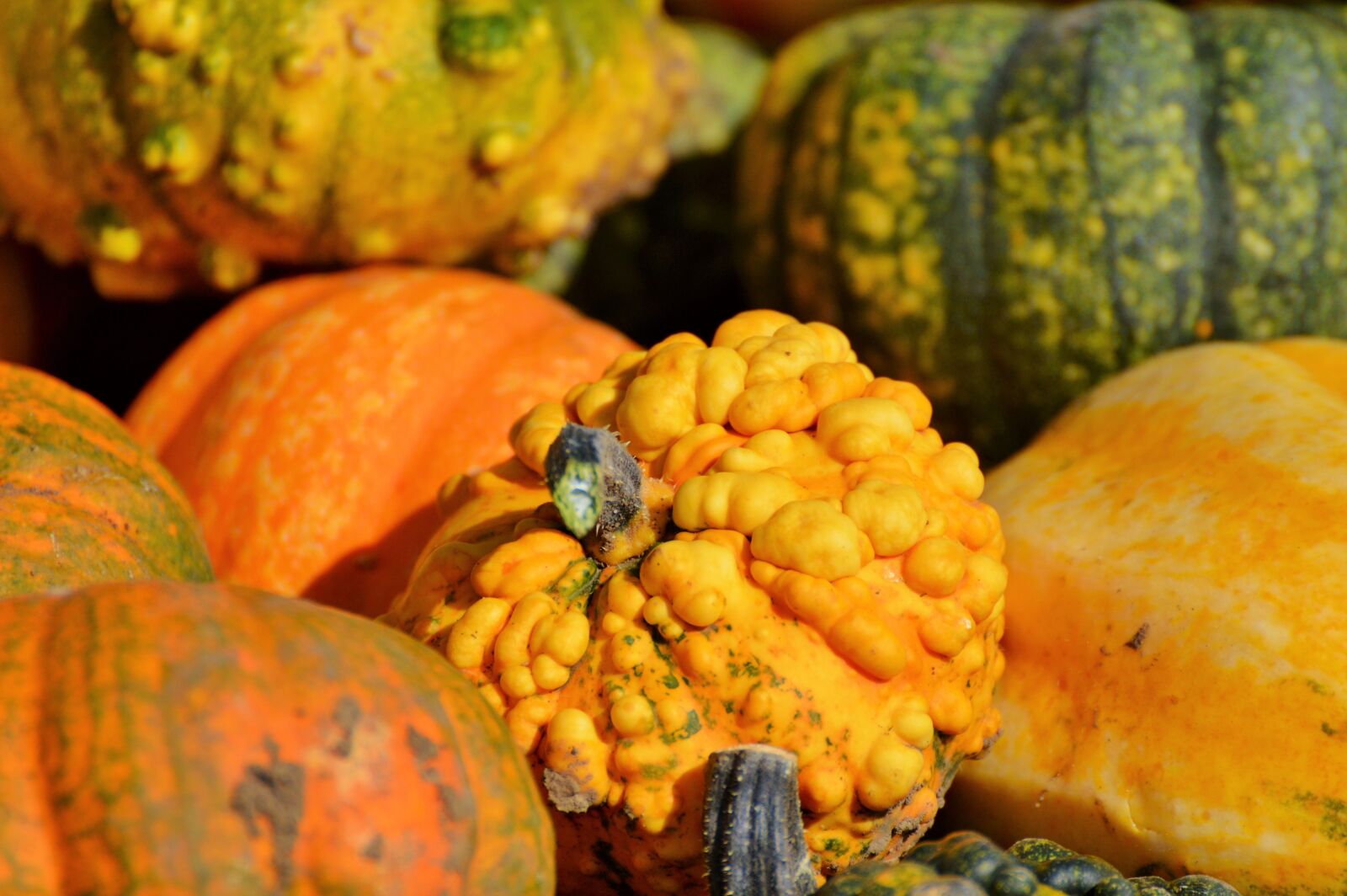 Nikon D3200 sample photo. Pumpkin, fruit, orange photography