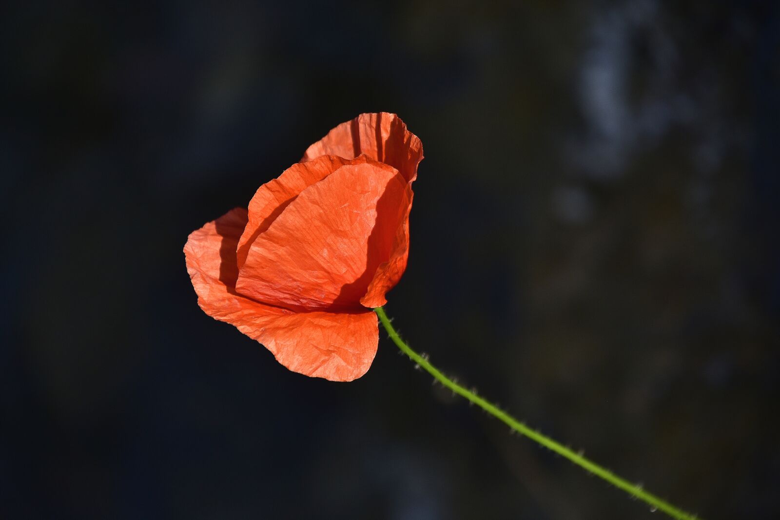 Nikon D7200 sample photo. Flora, garden, nature photography