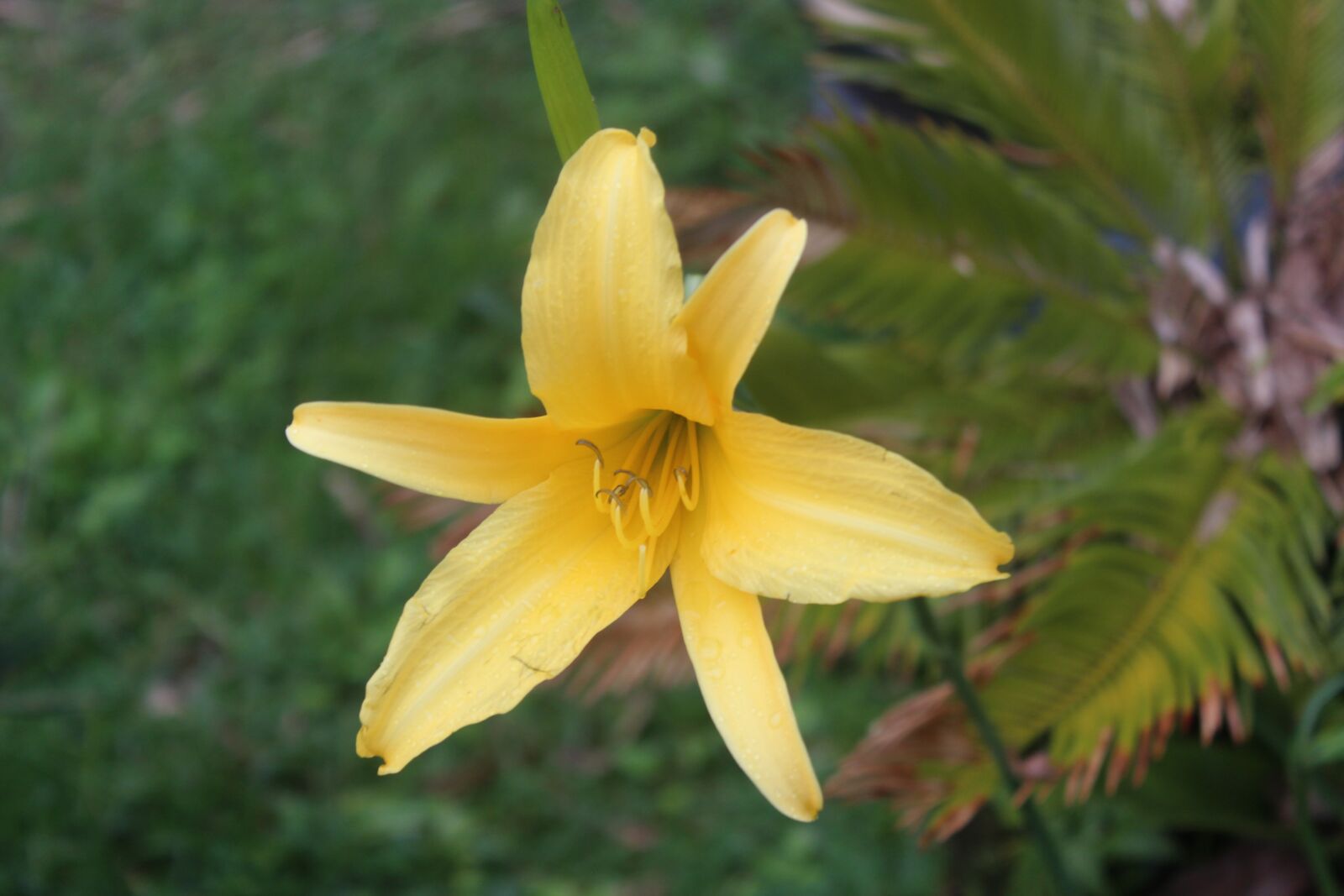 Canon EOS 650D (EOS Rebel T4i / EOS Kiss X6i) sample photo. Flower, plant, spring photography