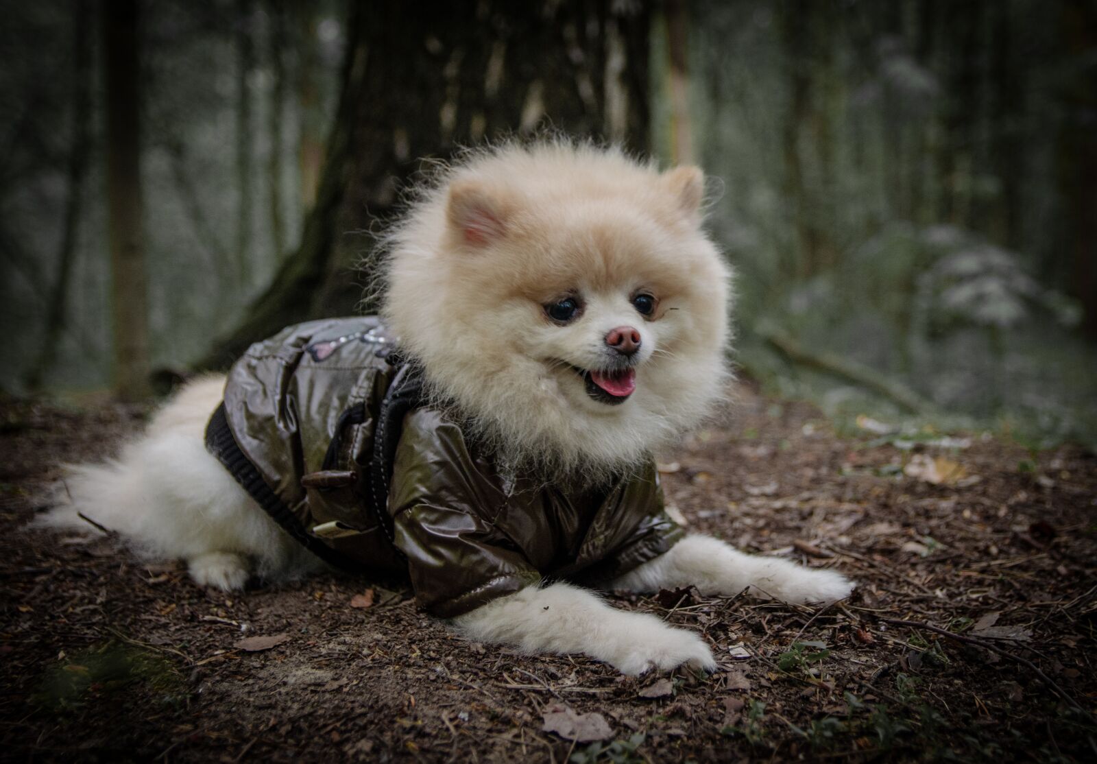 Nikon D5100 sample photo. Dog, animal, spitz photography