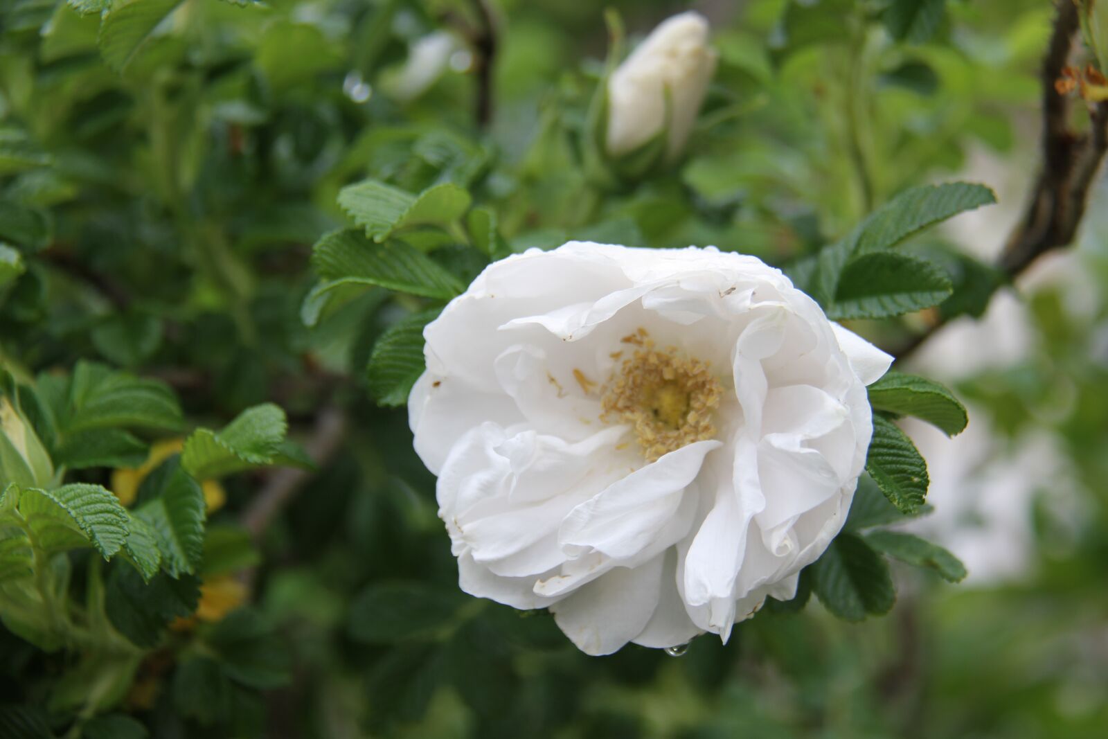 Canon EOS 7D sample photo. Pink, white, rain photography