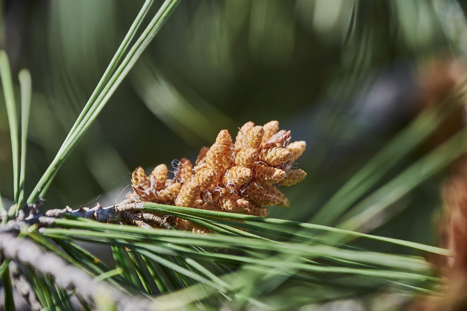 Nikon D7200 sample photo. Pine, outbreak, needles photography