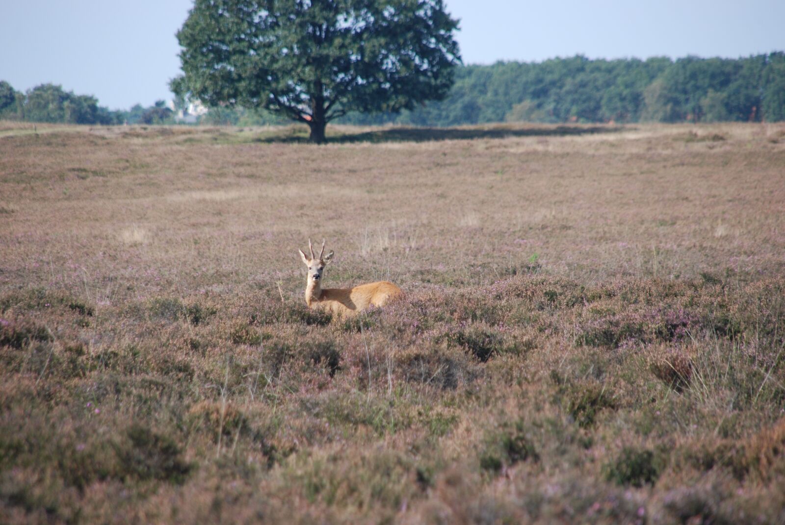 Nikon D80 sample photo. Deer, ree, animal photography