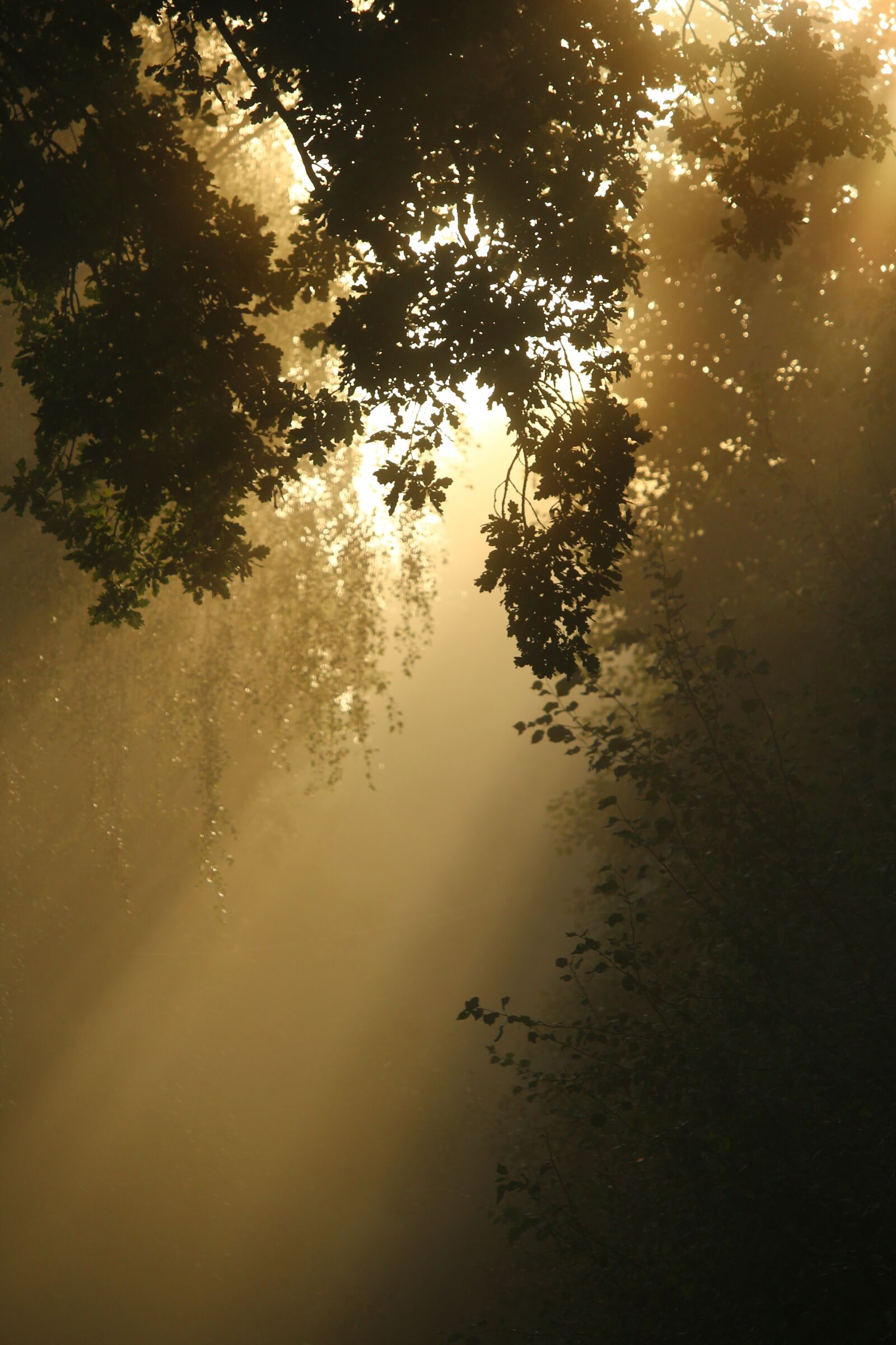 Canon EOS 100D (EOS Rebel SL1 / EOS Kiss X7) sample photo. Away, fog, trees photography
