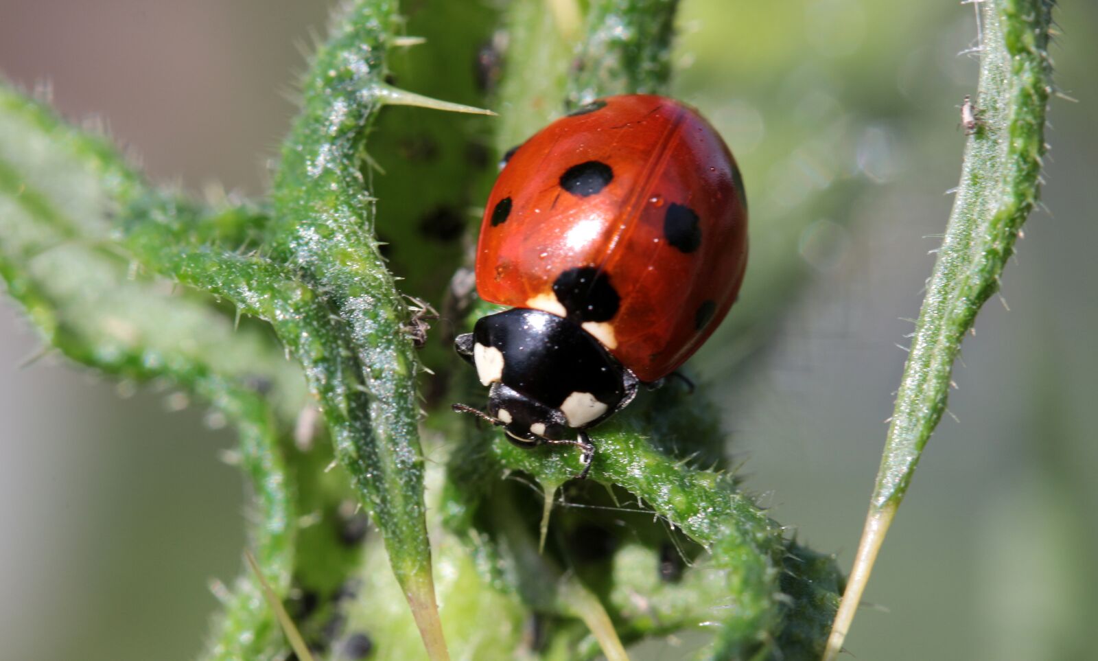 Canon EOS 650D (EOS Rebel T4i / EOS Kiss X6i) sample photo. Ladybug, beetle, coccinellidae photography