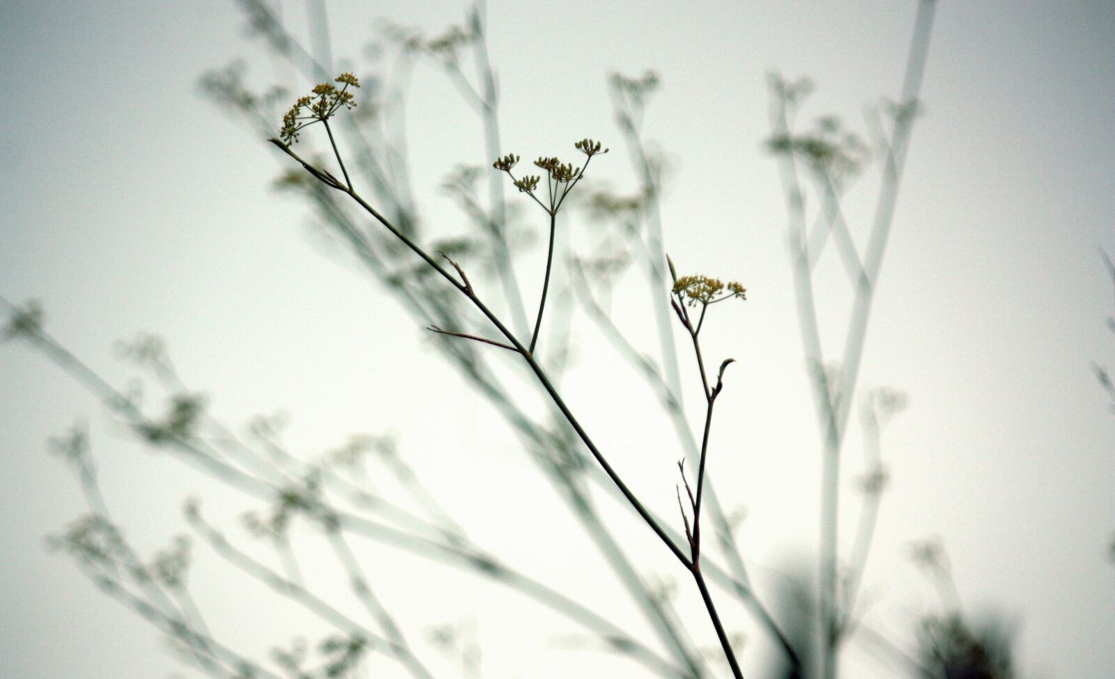 Canon EOS 450D (EOS Rebel XSi / EOS Kiss X2) sample photo. Fall, nature, leaves photography