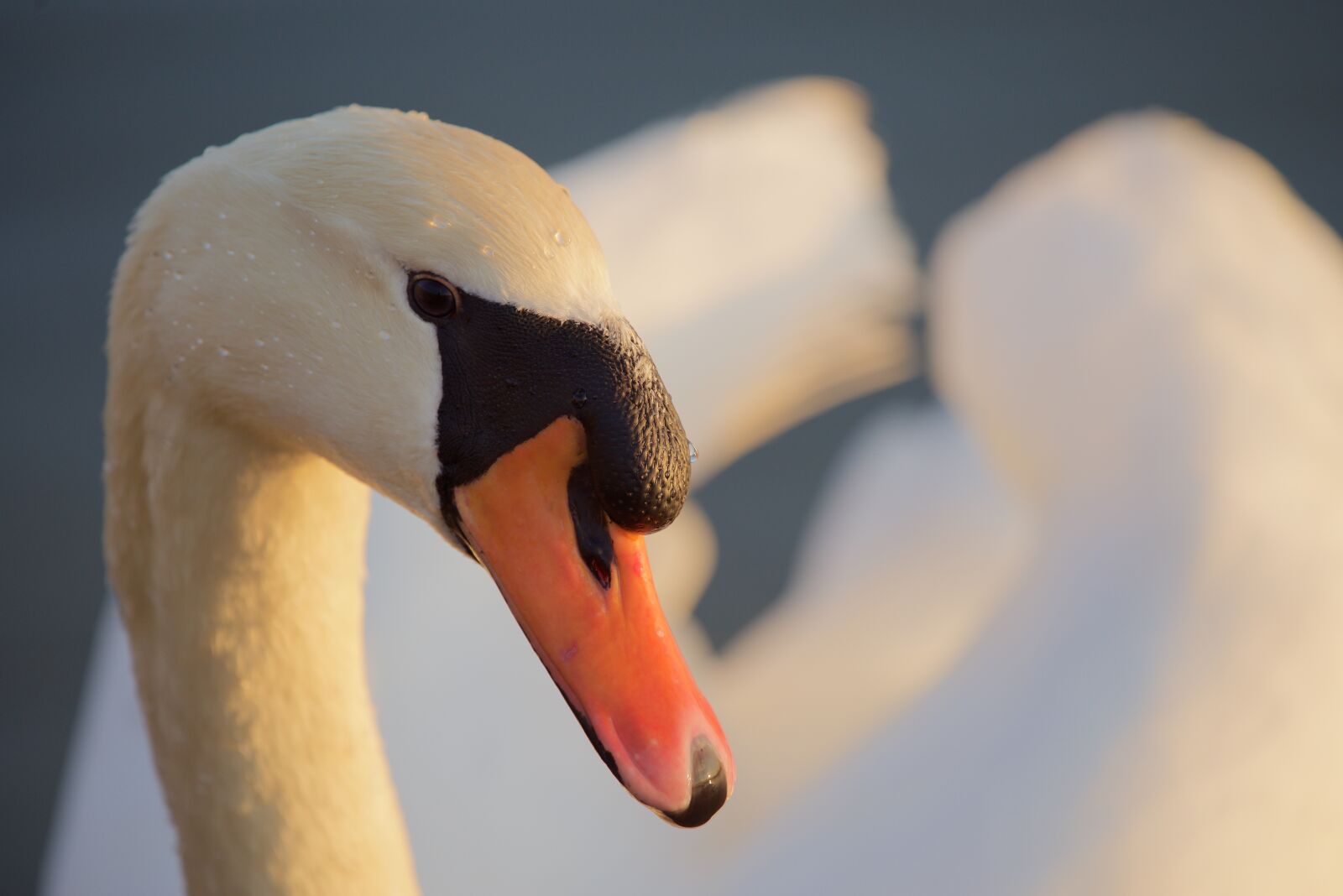 Nikon D810 sample photo. Animals, birds, swan photography