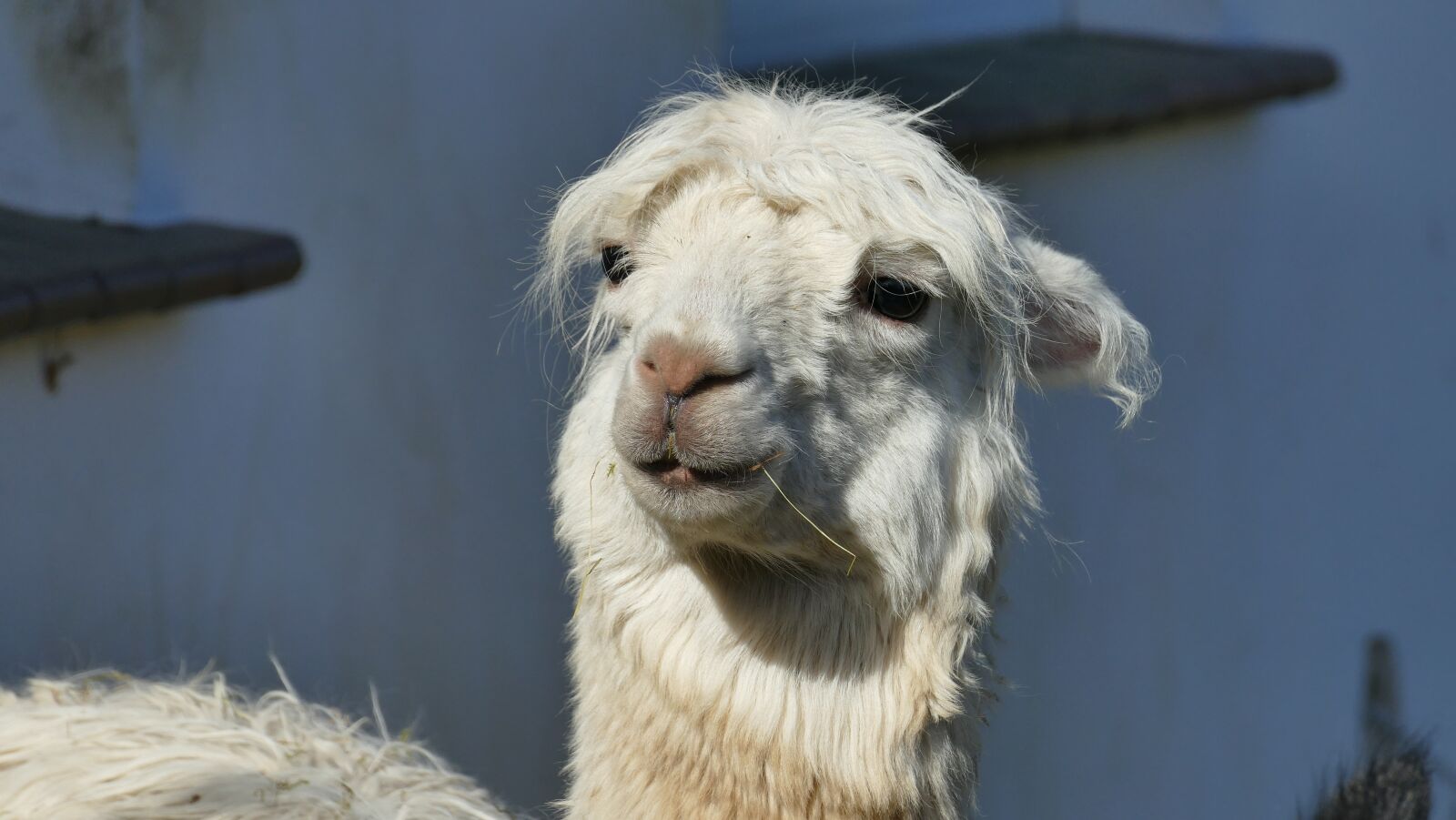Panasonic Lumix DMC-FZ1000 sample photo. Alpaca, animal, fur photography