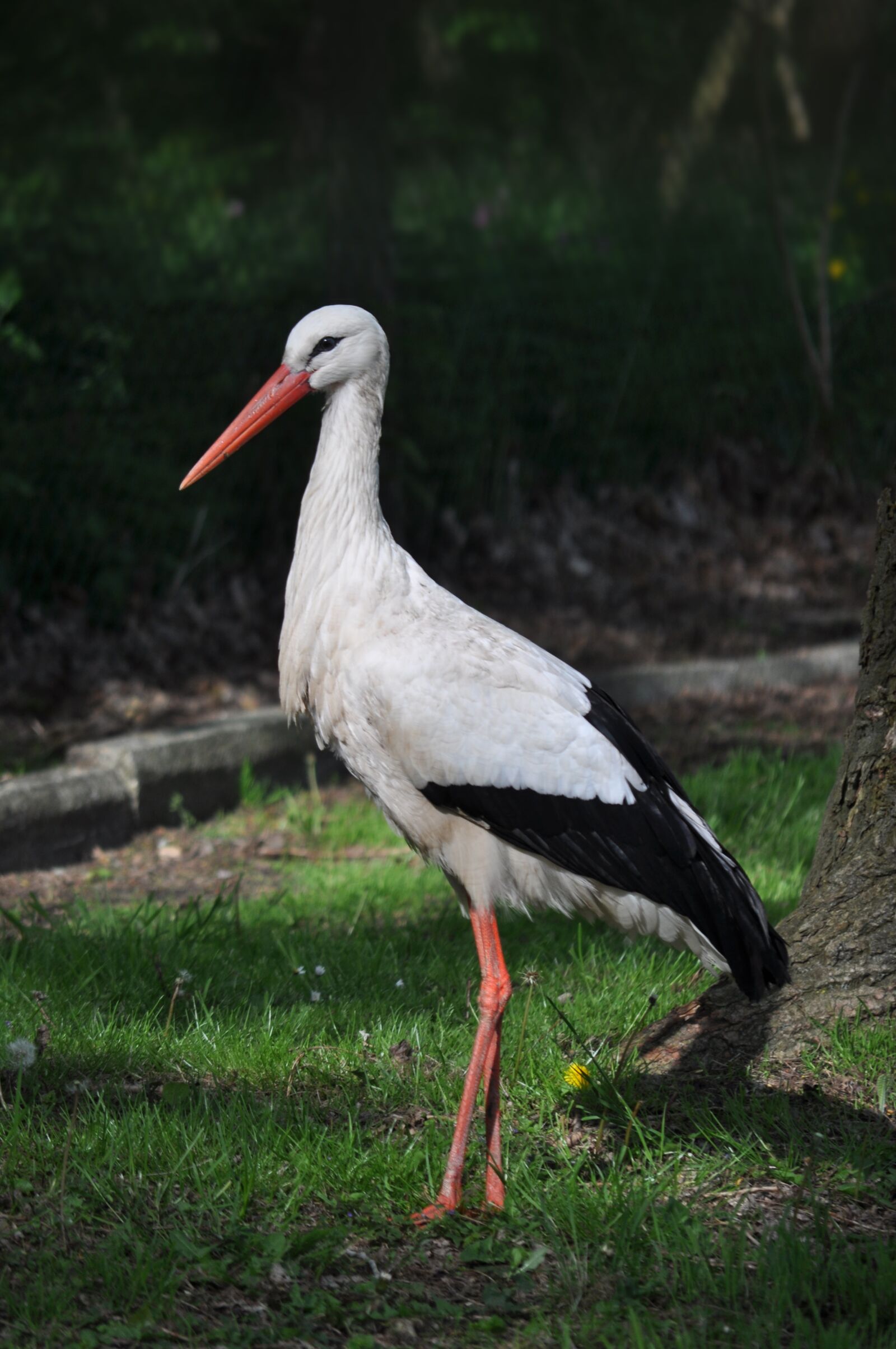 Nikon D5000 sample photo. Stork, animal portrait, bird photography