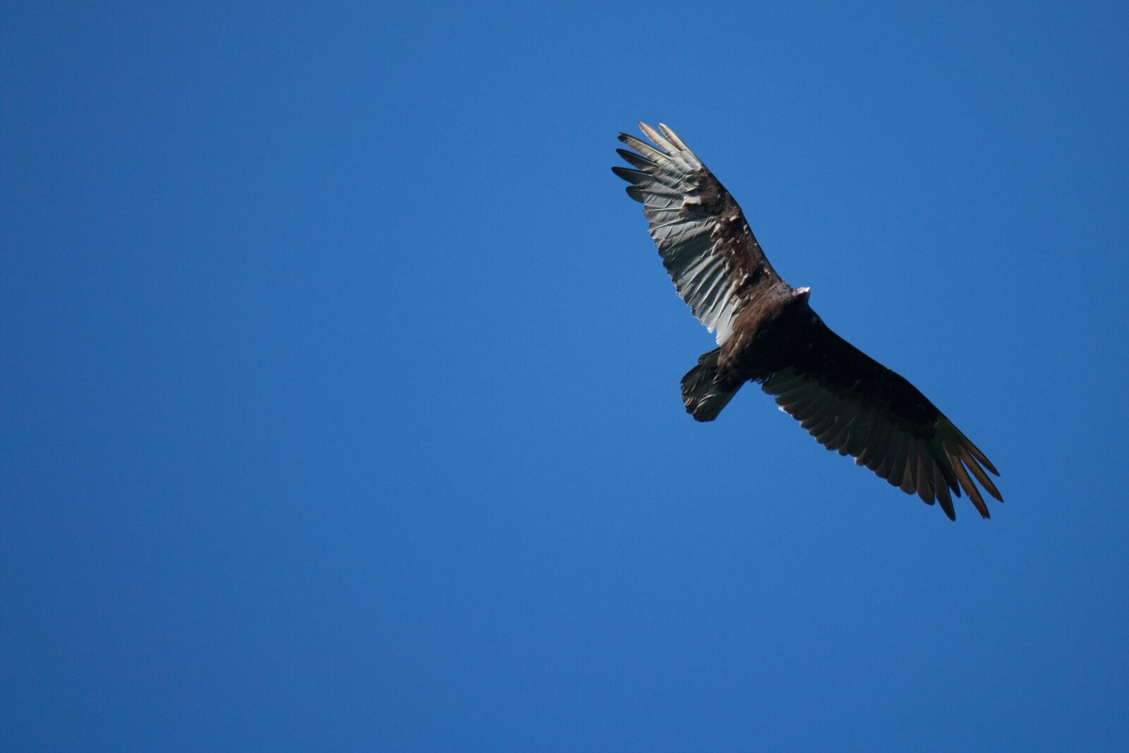 Canon EOS 450D (EOS Rebel XSi / EOS Kiss X2) sample photo. Bird, vulture, wild photography