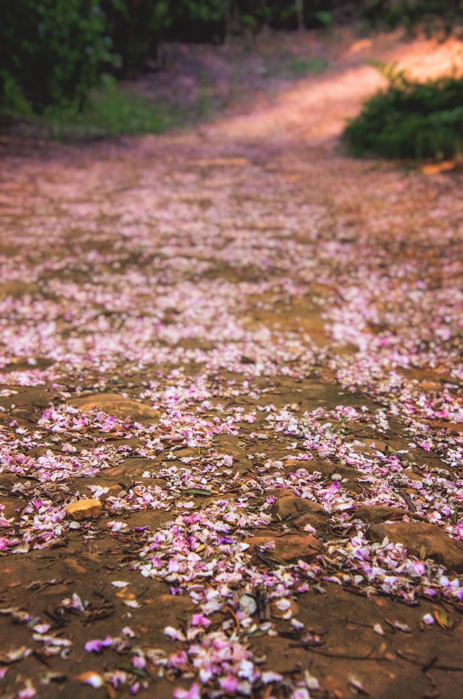 Nikon D7000 sample photo. Path, petals, pink photography